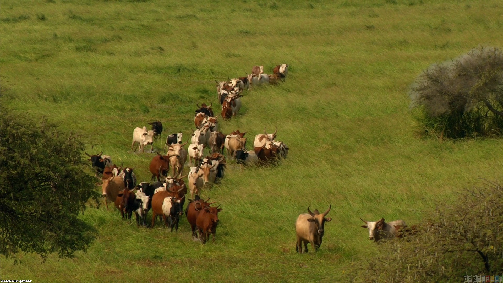 Herd of wild cows wallpaper #4474 - Open Walls