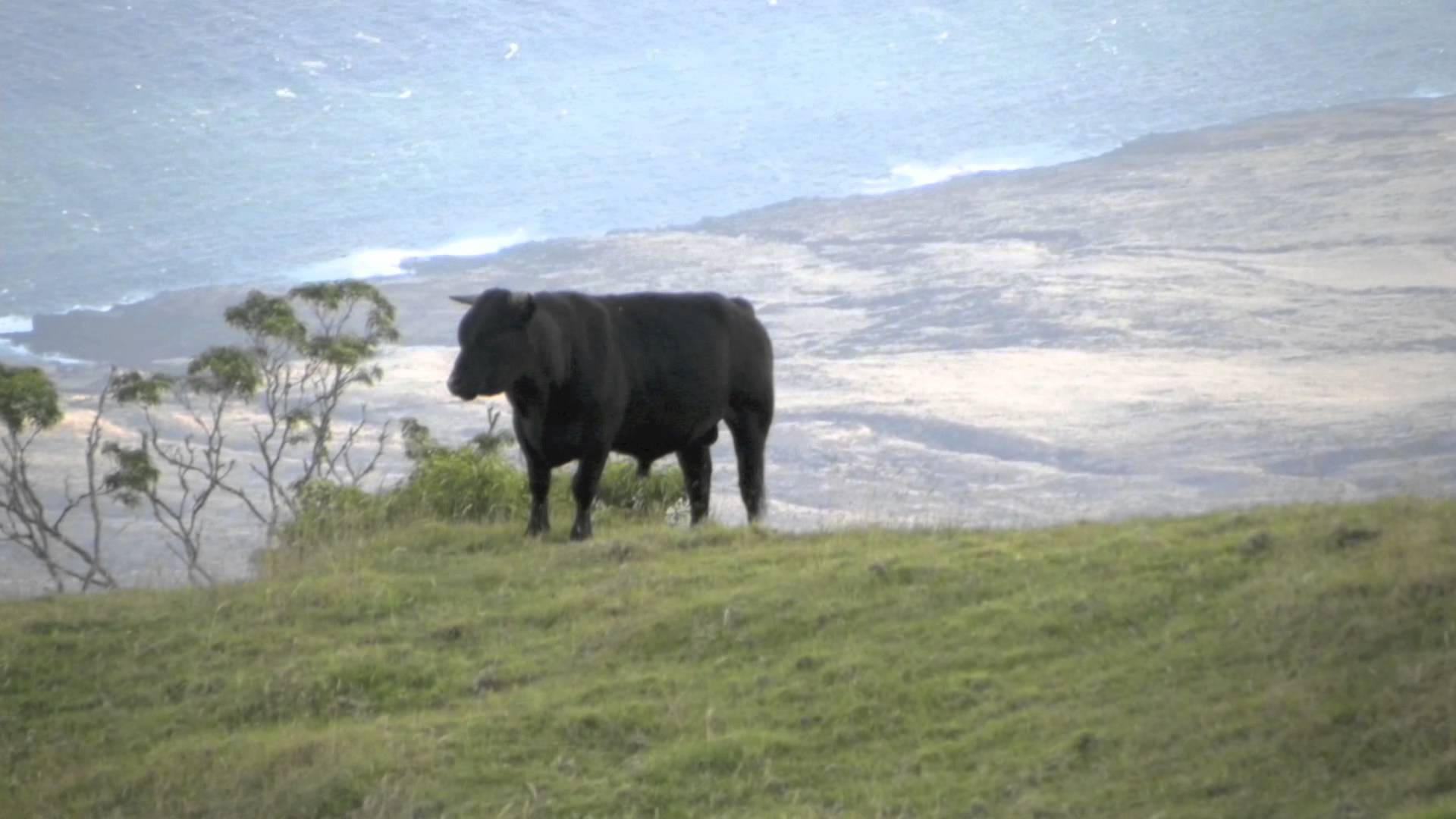 wild cattle of Maui Hawaii - YouTube