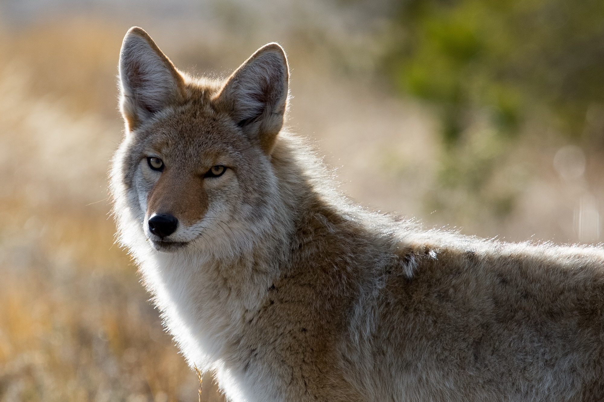 Wild coyote photo