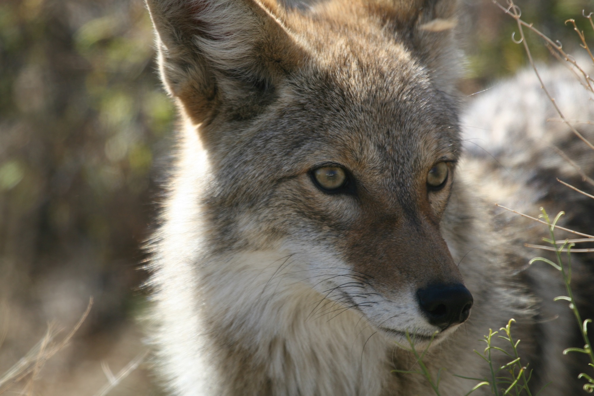 Wild coyote photo