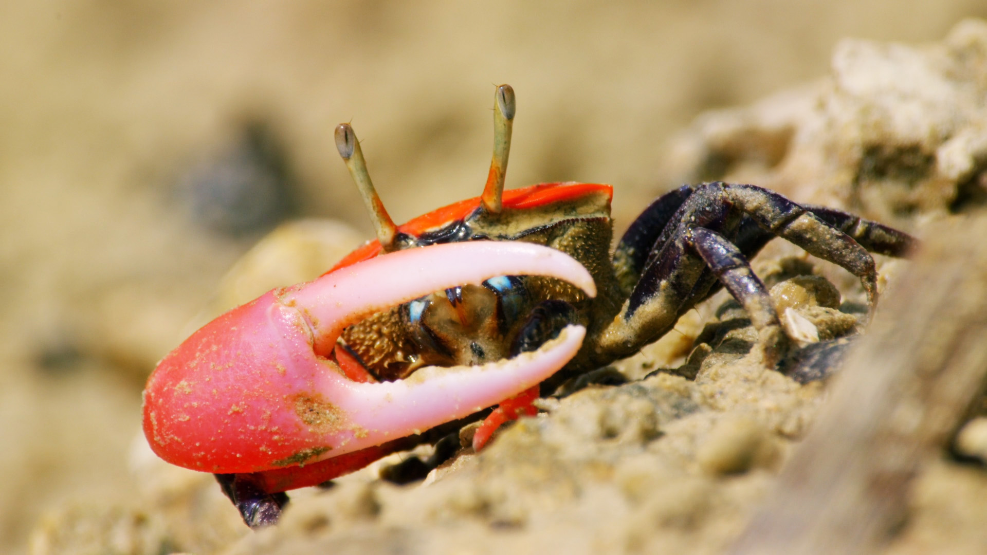 Crab Sword Fight - Destination Wild Video - National Geographic Channel