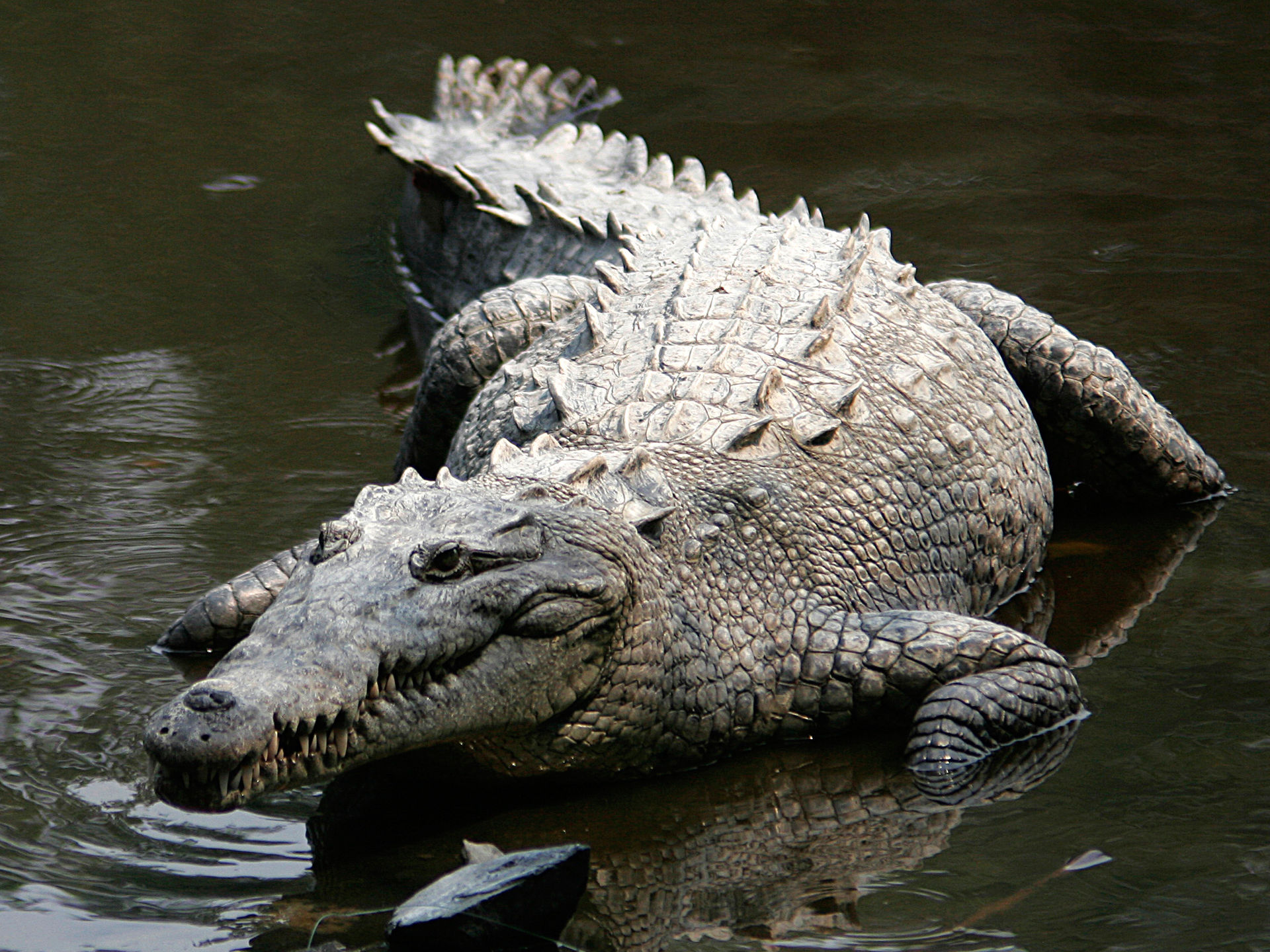 American Crocodile | Wild Kratts Wiki | FANDOM powered by Wikia