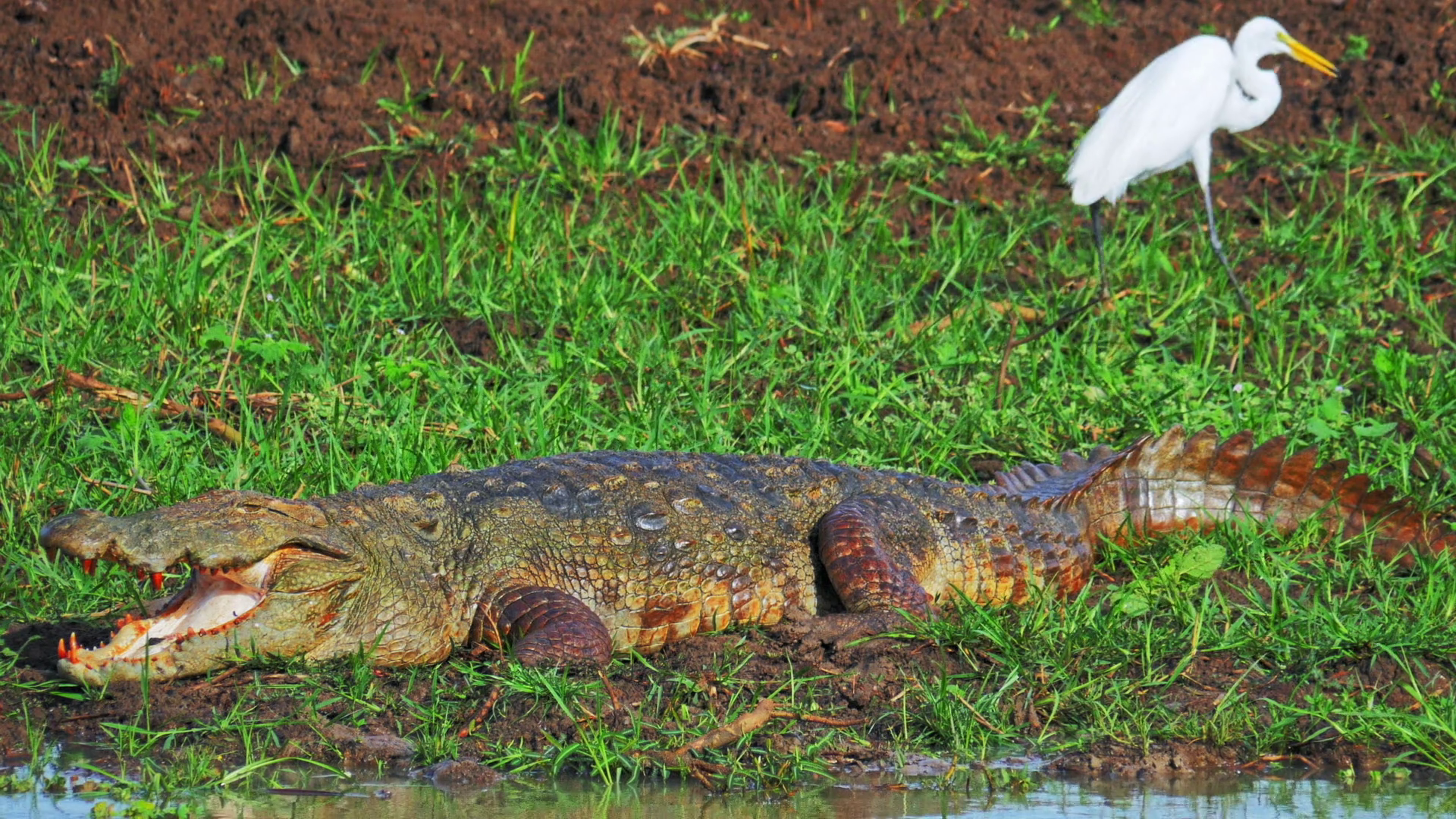 Marsh Crocodile large carnivorous reptile animal in wild nature ...