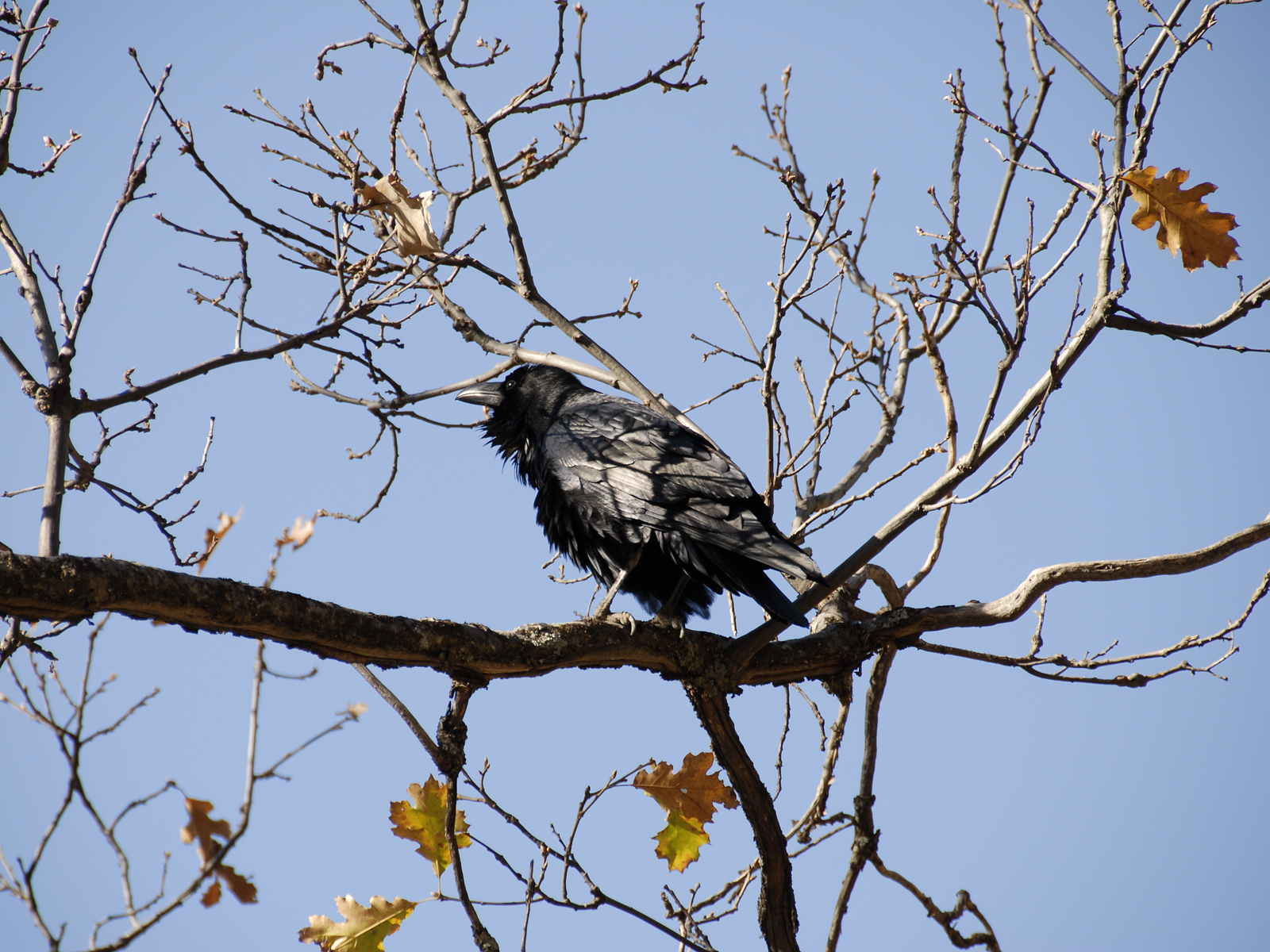 Wild crow in sequoia national park photo