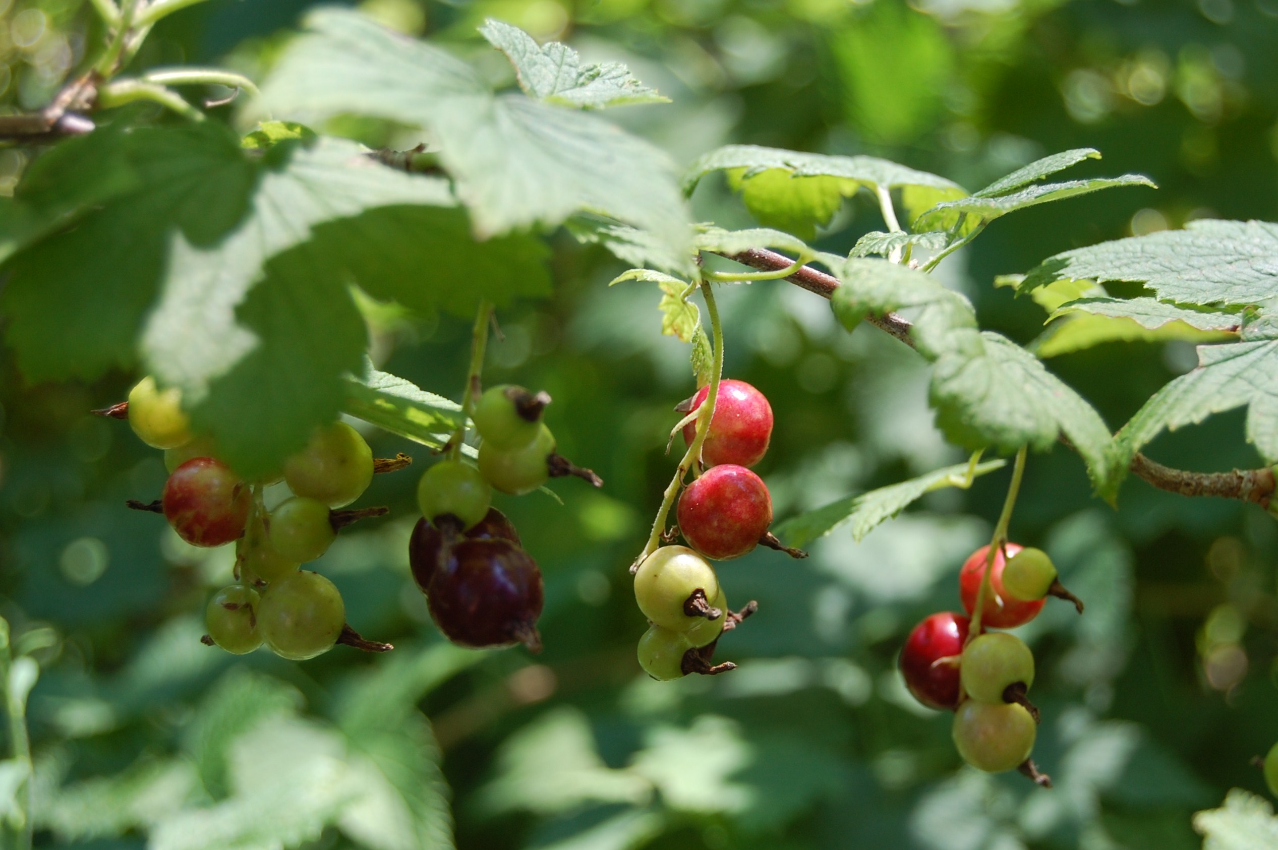 Currant Events: Berries for the Birds – gardeninacity