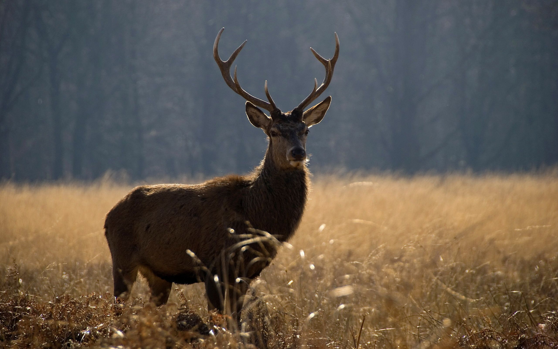 Deer belling sunset walking | Trek and Taste Tuscany