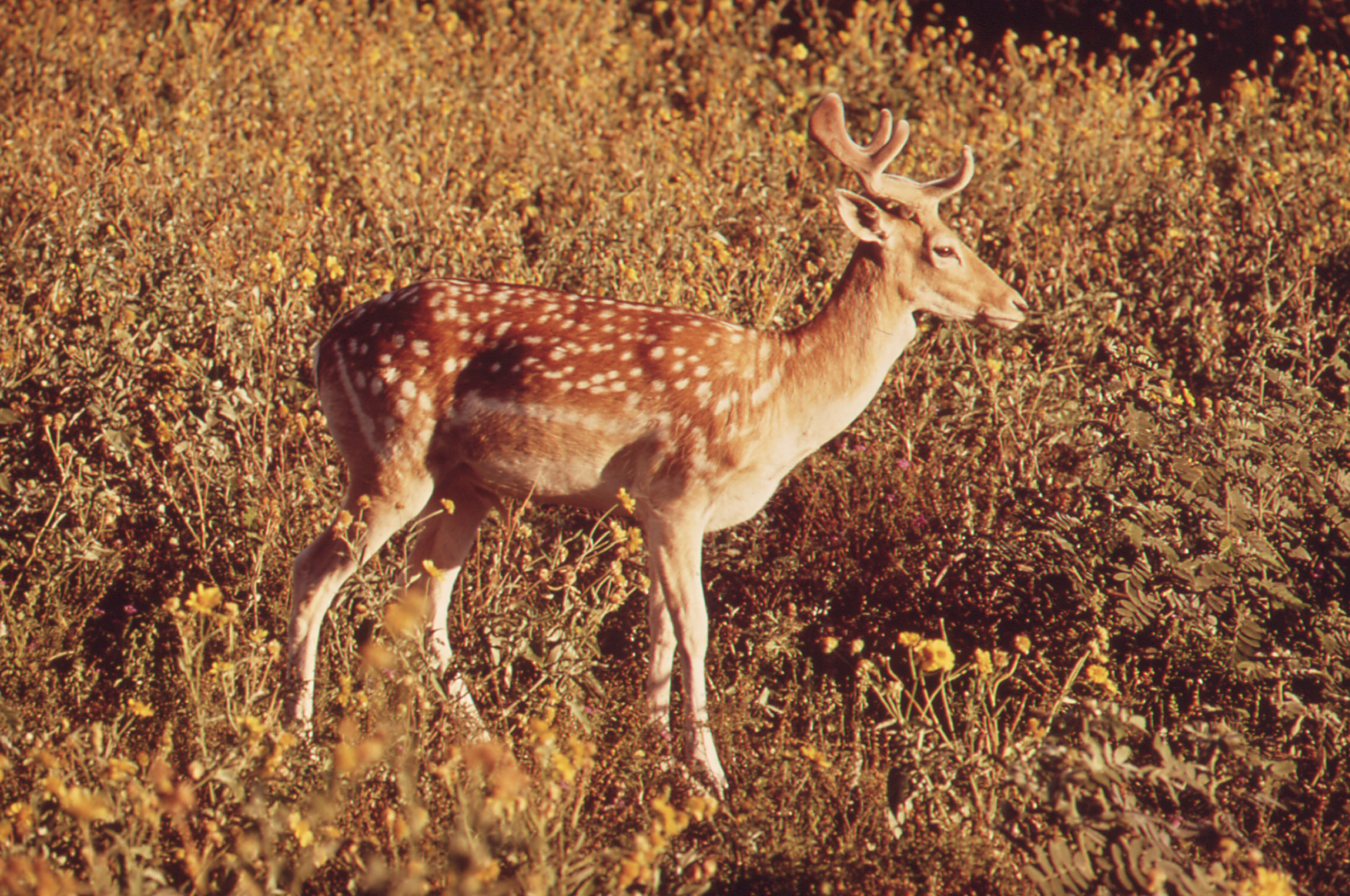 File:Wild Deer.jpg - Wikimedia Commons