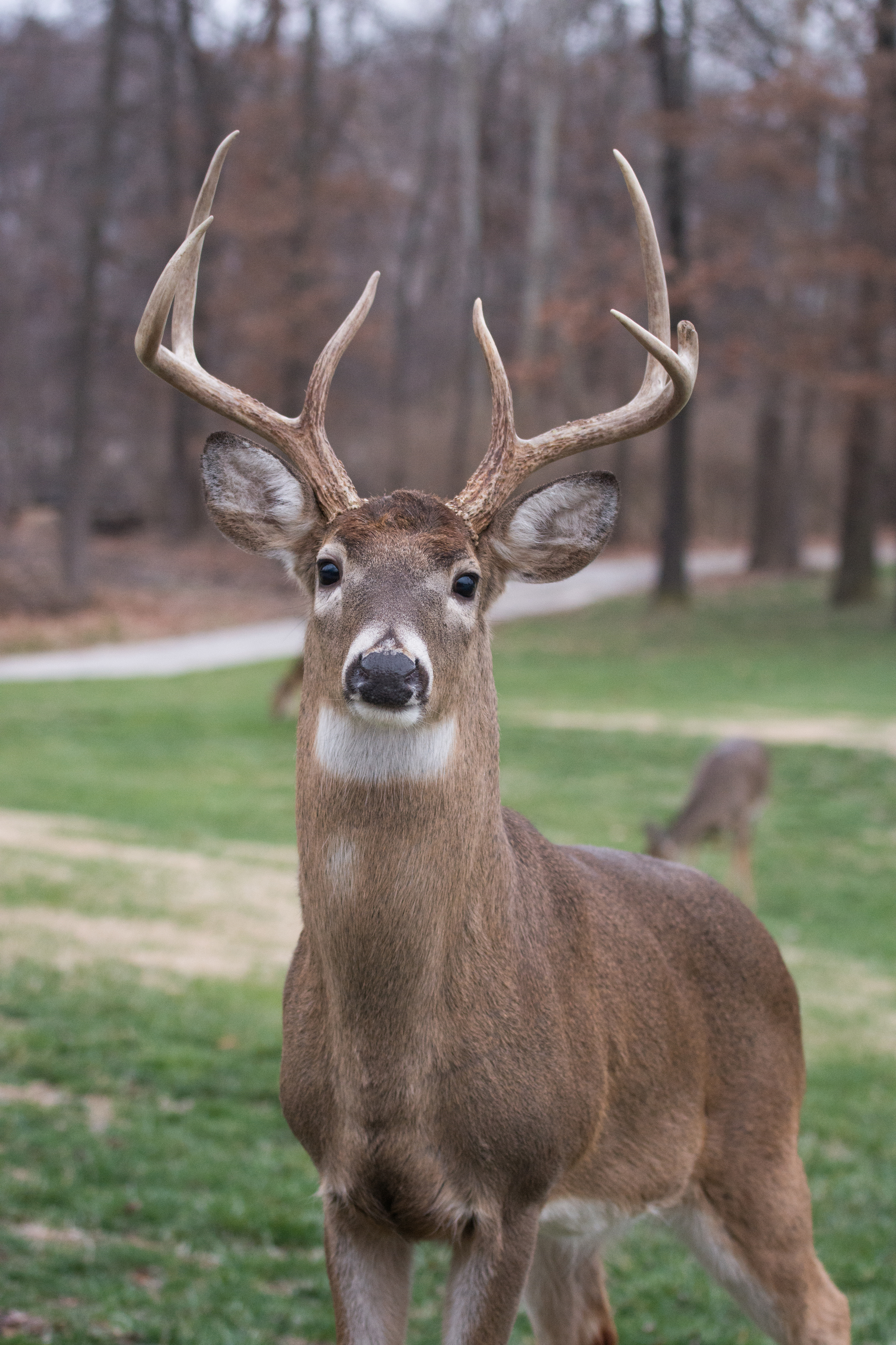 Wild deer photo