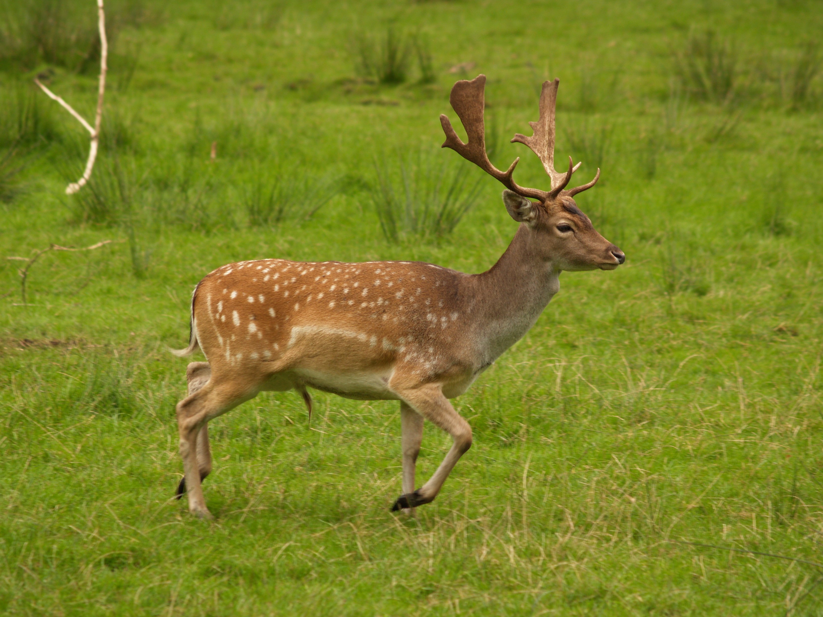 Tips on how drivers can avoid accidents with deer, IAM - Market ...
