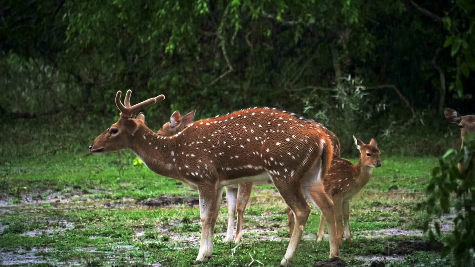 Family of wild deer under rain in wild nature of Sri Lanka national ...