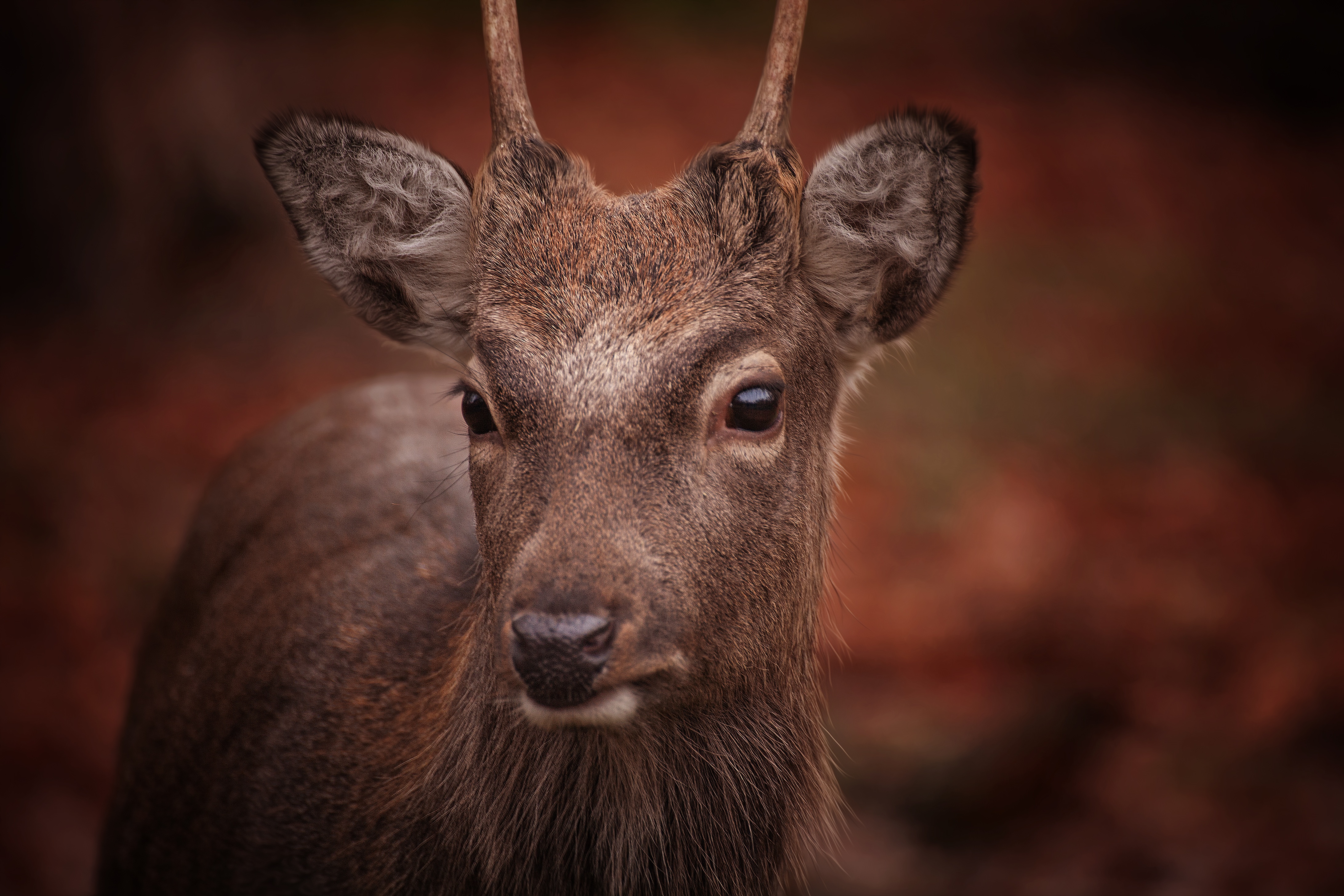 Free Images : nature, forest, animal, wildlife, wild, horn, mammal ...