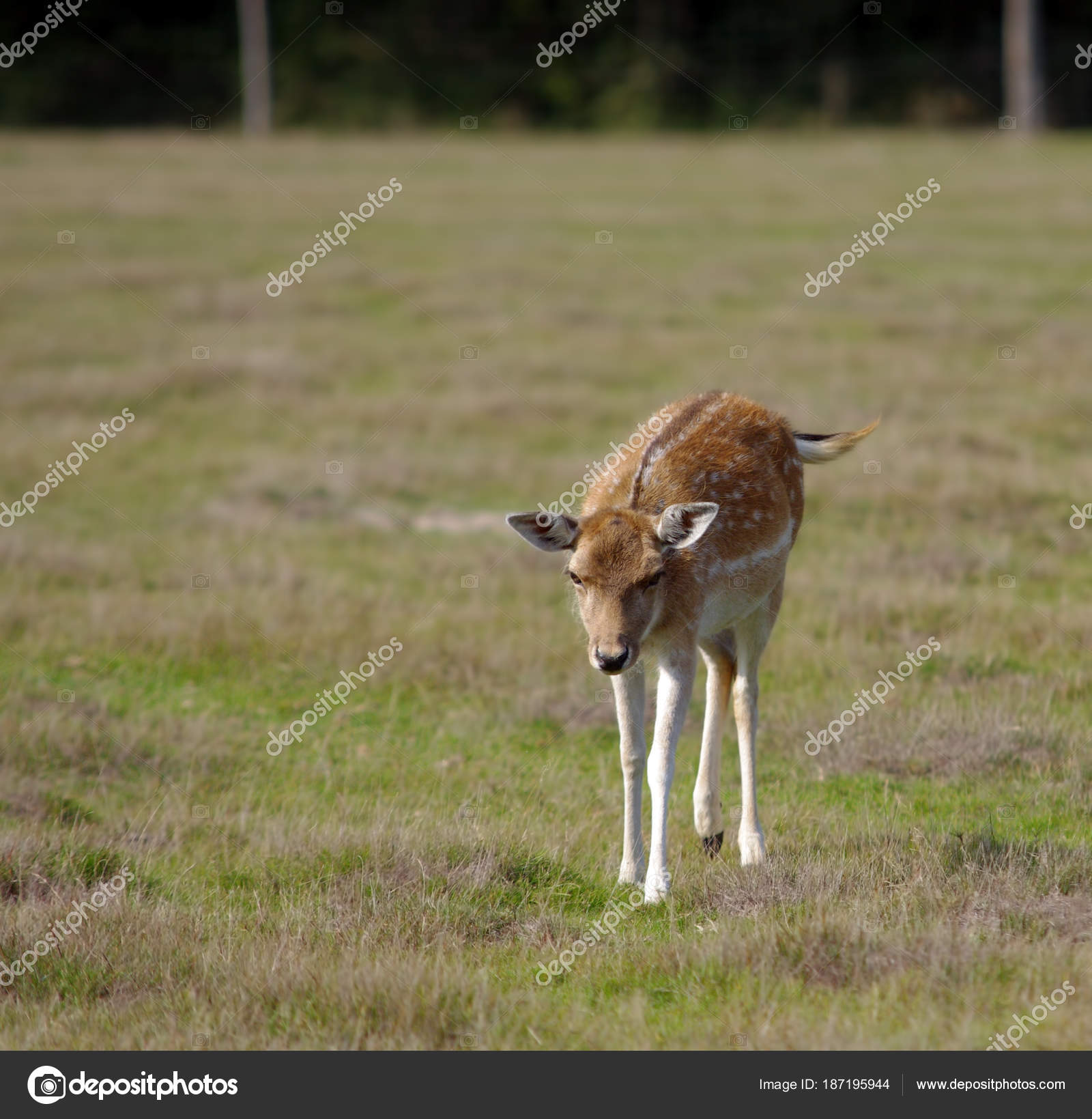 Beautiful Wild Deer Nature — Stock Photo © johny007pandp #187195944