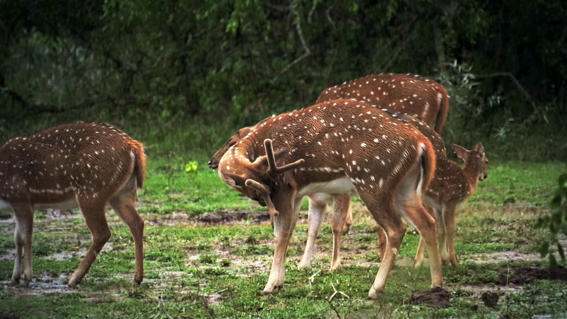Slow motion video of wild deer in woods of protected forest in Yala ...