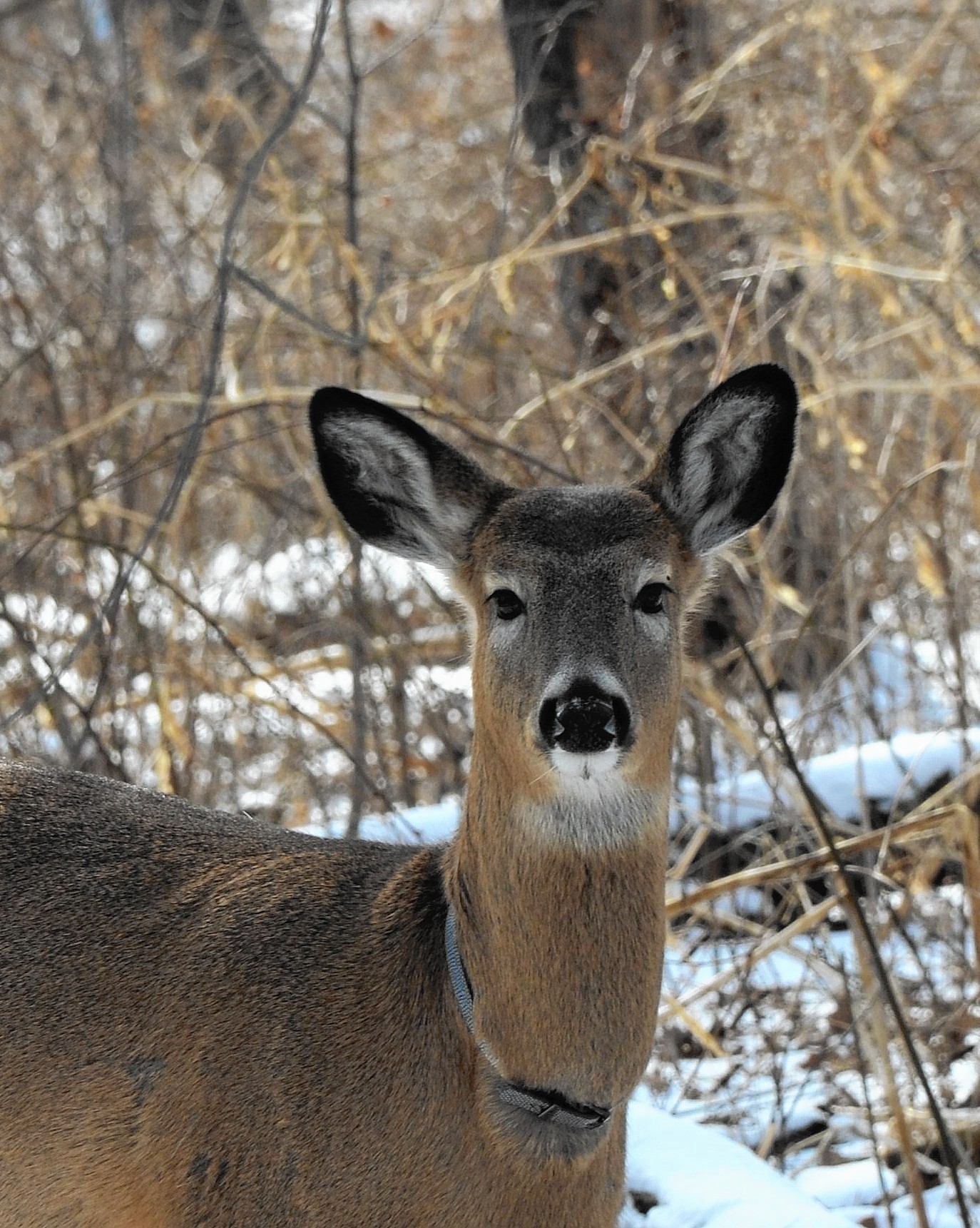 Wild deer found wearing animal collar in DuPage County forest ...