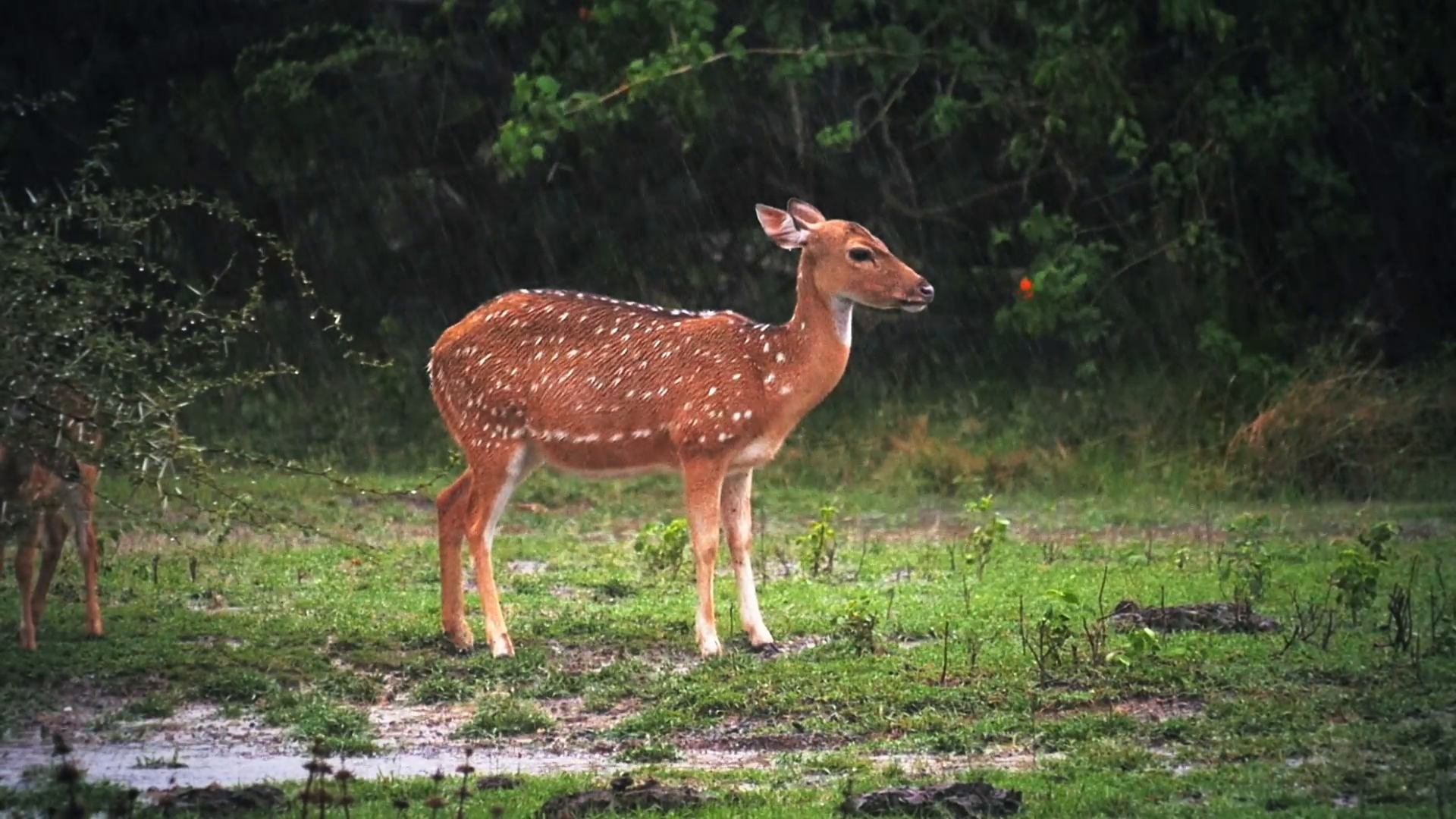 Small young wild deer under heavy rain during monsoon in Sri Lanka ...