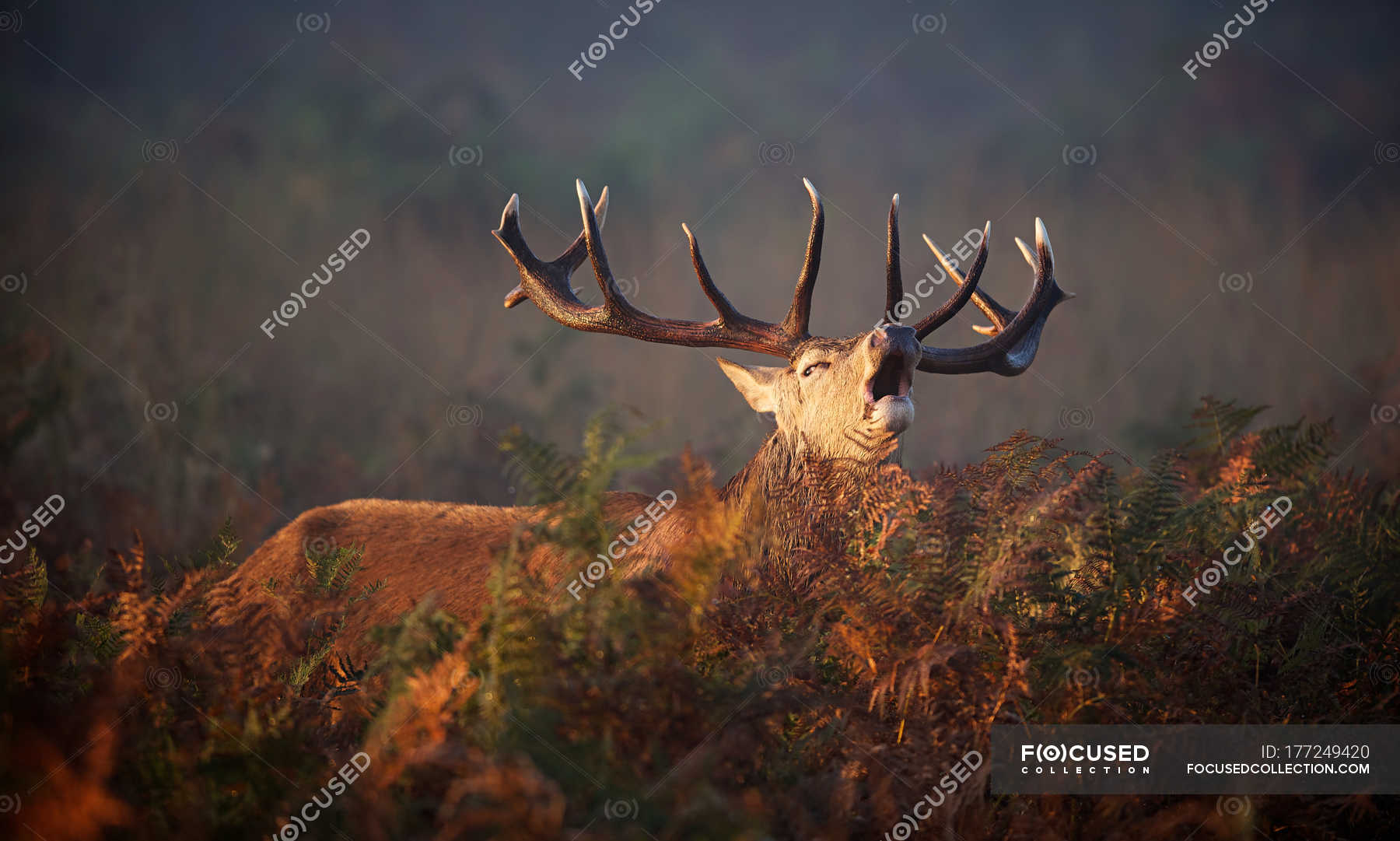 Selective focus of wild deer at sunrise in forest — Stock Photo ...