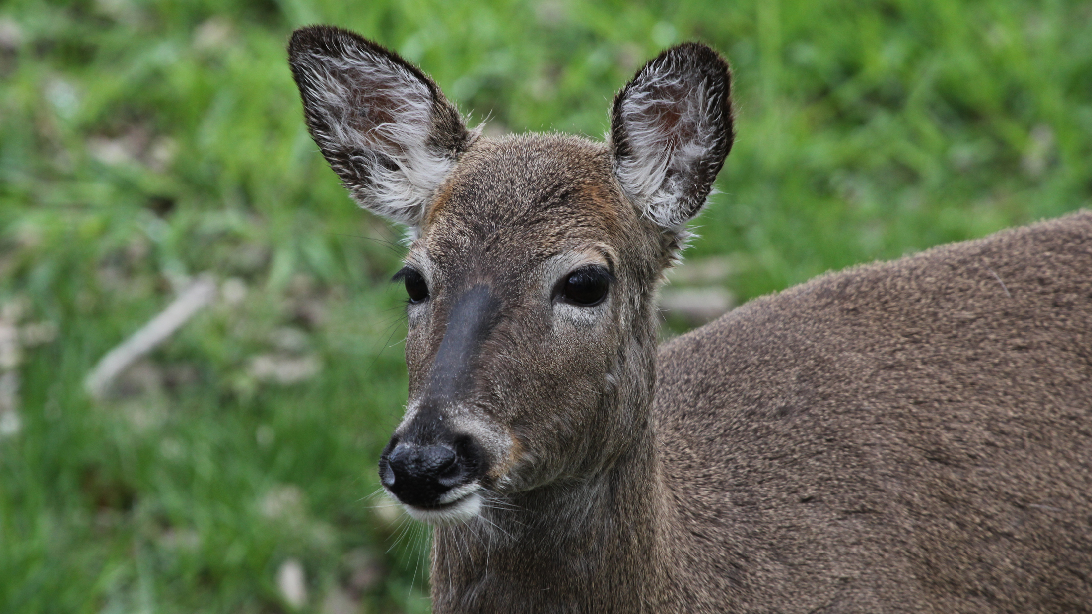 Too Many Deer: A Bigger Threat to Eastern Forests than Climate ...