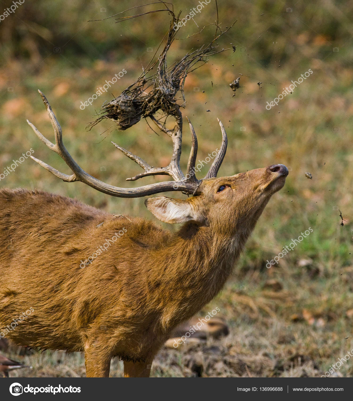 deer in jungle, in wild — Stock Photo © GUDKOVANDREY #136996688