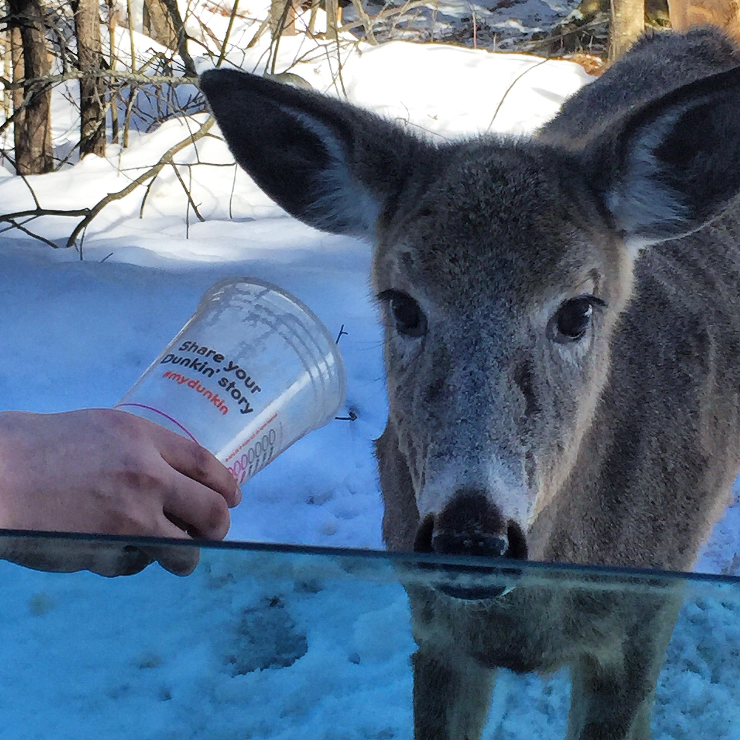 The day we shared our coolattas with a band of wild deer #deersquad ...