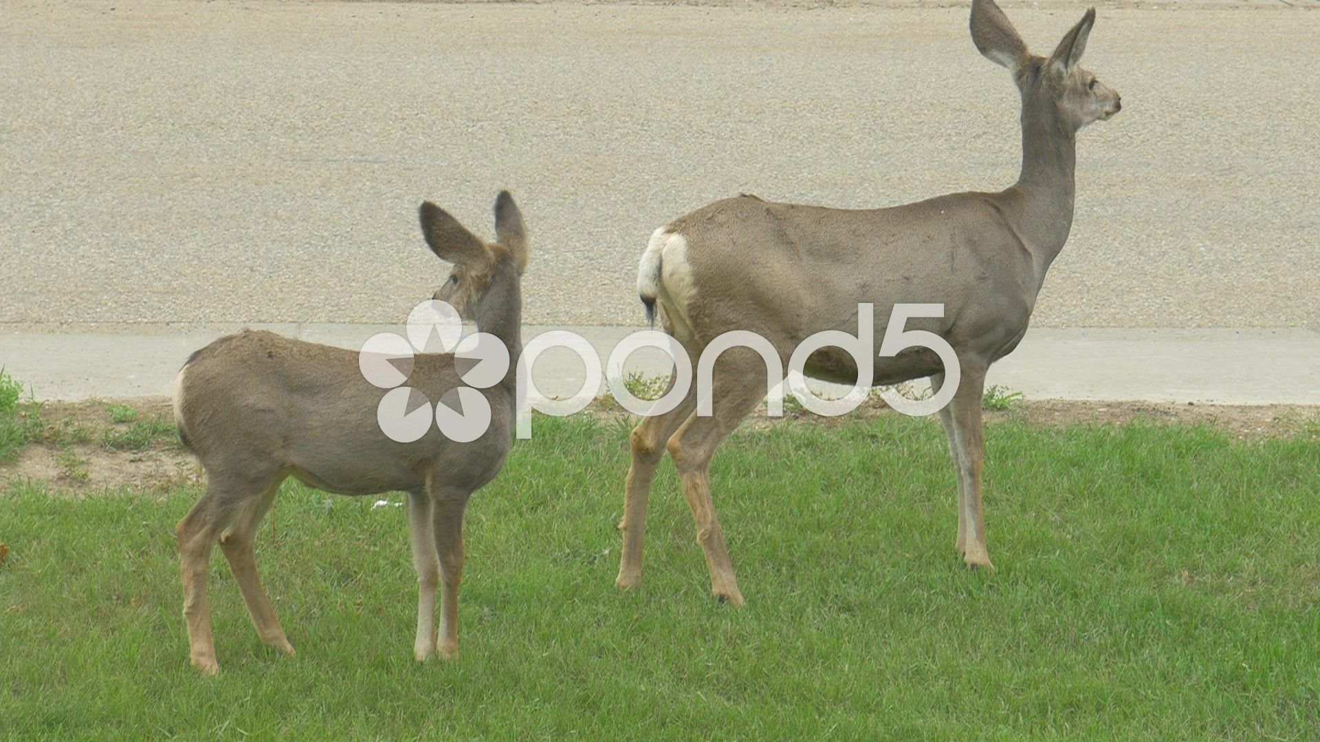 Wild White Tail Adult Deer & Baby Fawn In Front Yard Garden Street ...