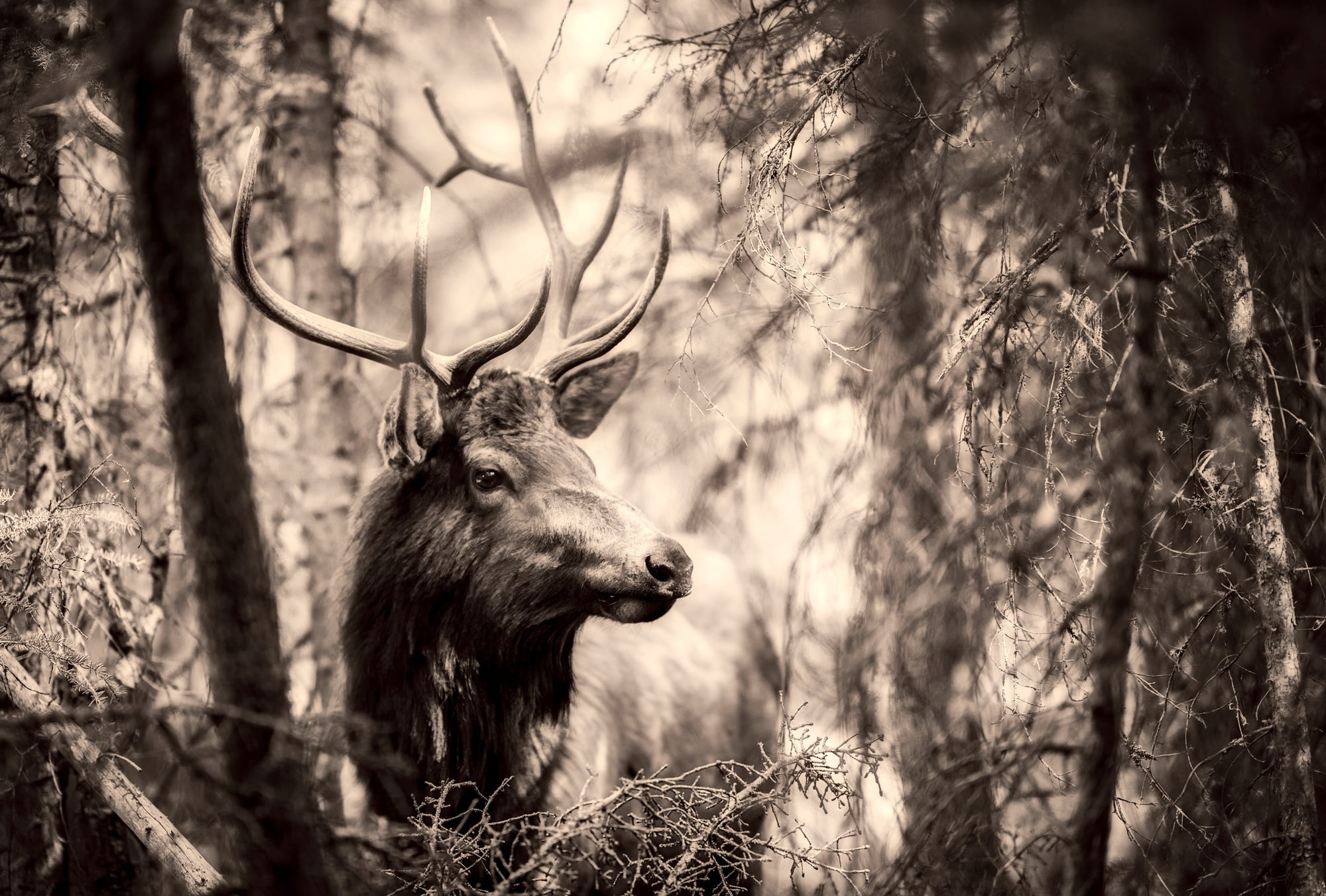 Grayscale photo of wild deer HD wallpaper | Wallpaper Flare