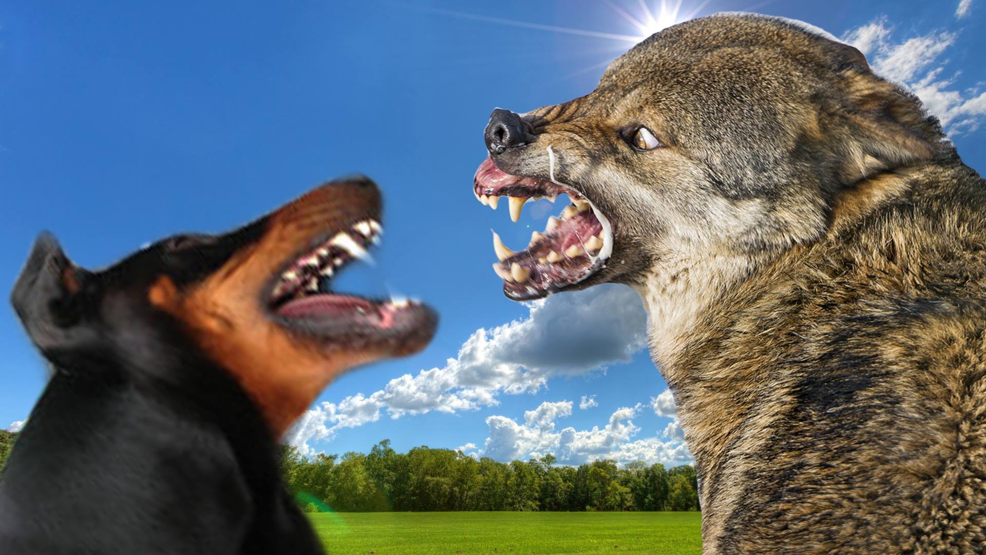 Doberman vs Wild Wolf - Who would win in a Fight? - YouTube