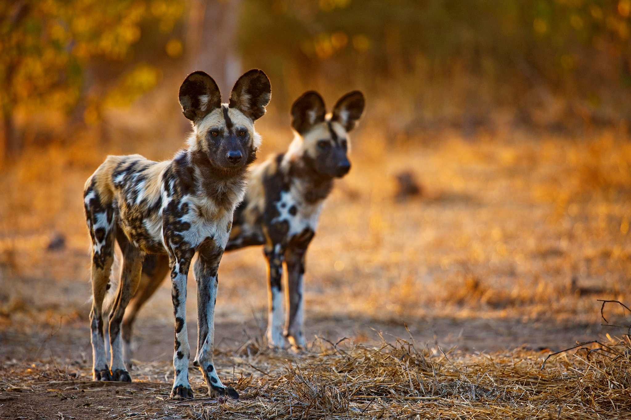 What Wildlife Shows Don't Tell You About African Wild Dogs ...