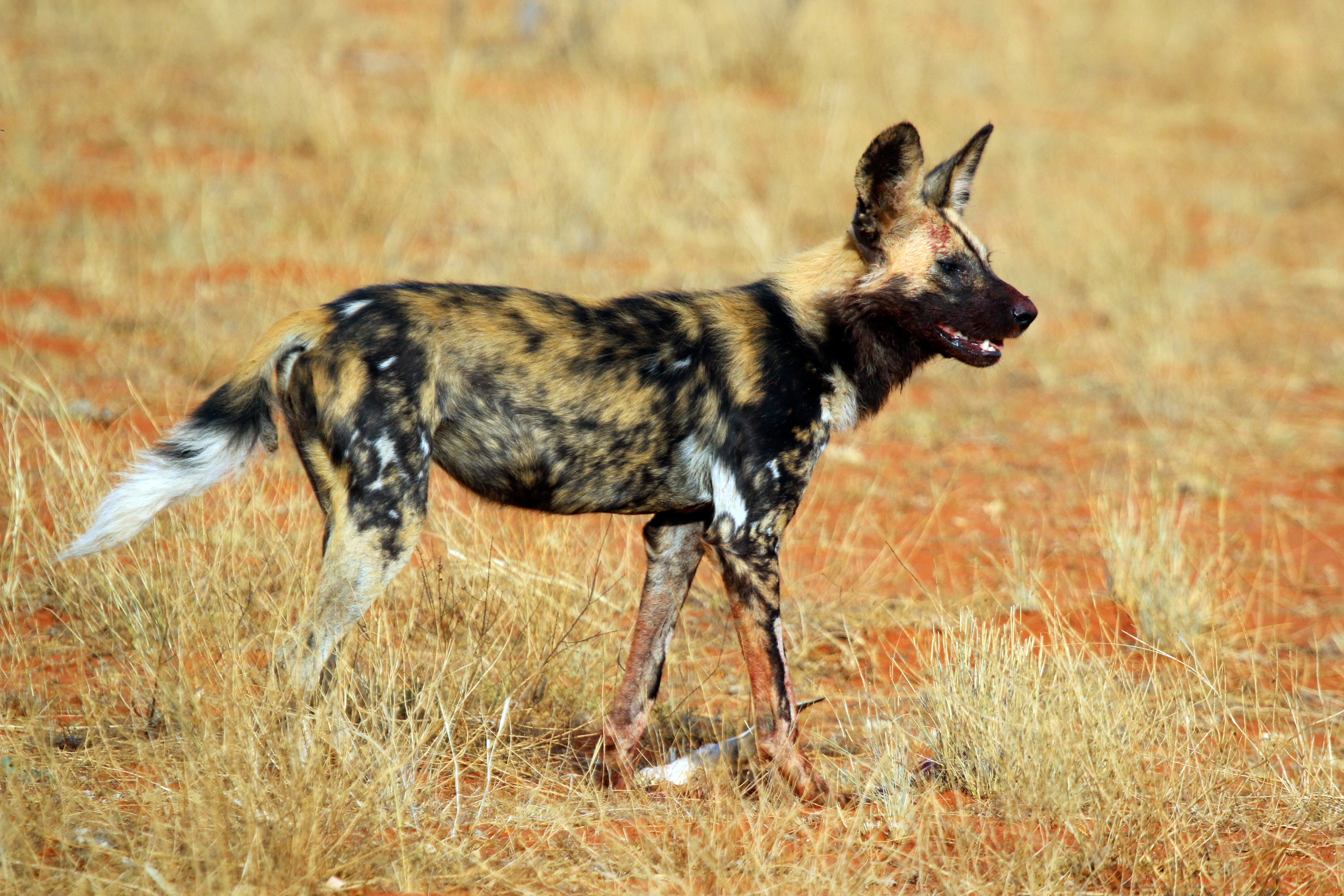 File:African wild dog (Lycaon pictus pictus).jpg - Wikimedia Commons