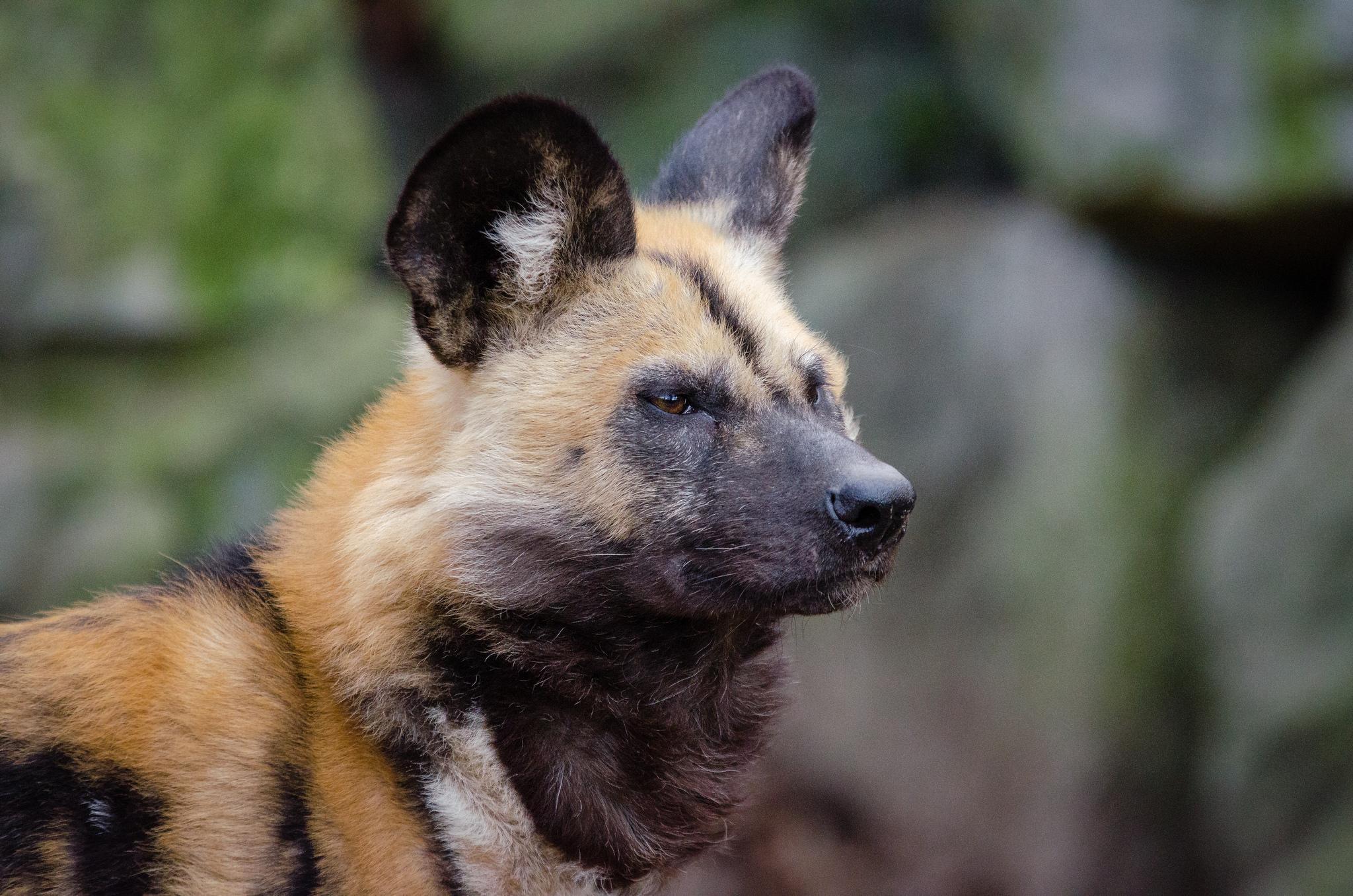 Picture 6 of 9 - African Wild Dog (Lycaon Pictus) Pictures & Images ...