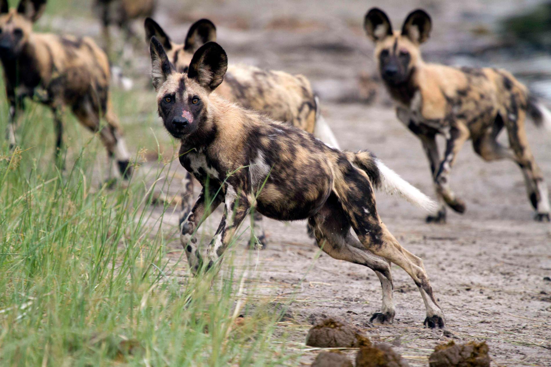 How Pet Dogs Are Helping Out Their Endangered Kin in the Wild