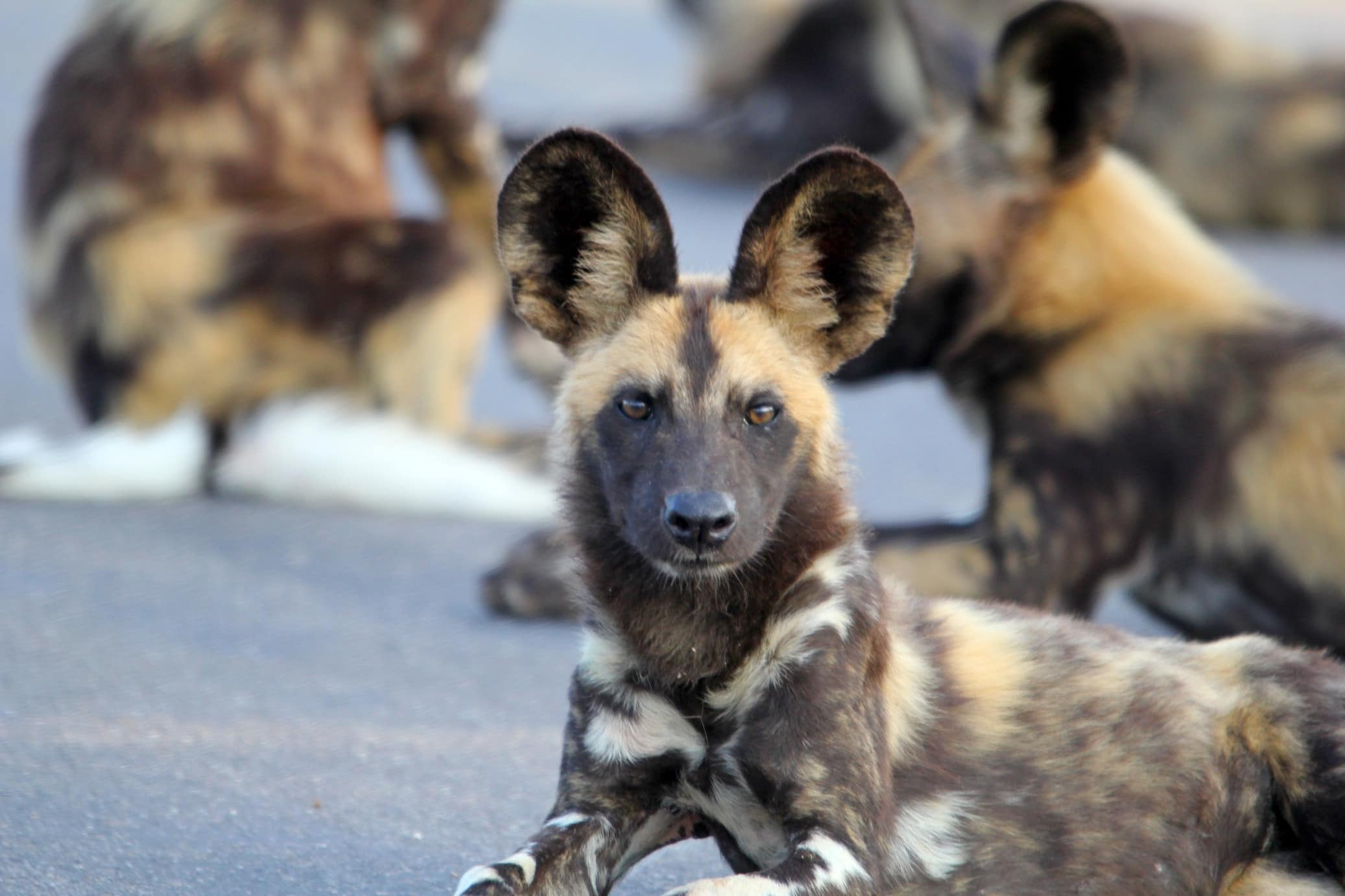 Fascinating African Wild Dog Facts And Where To See Them - Southern ...