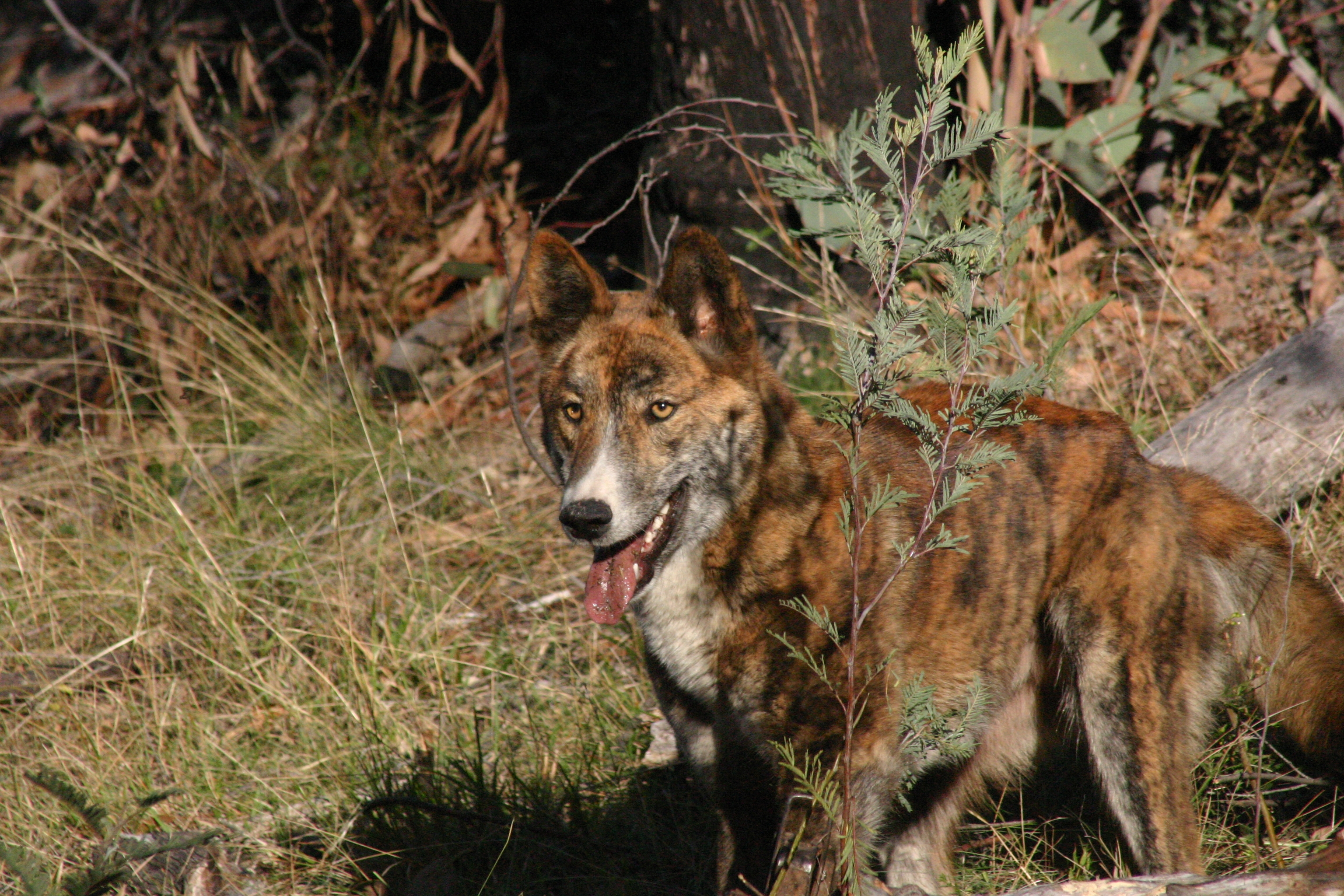 Tools and strategies for wild dog management - PestSmart Connect