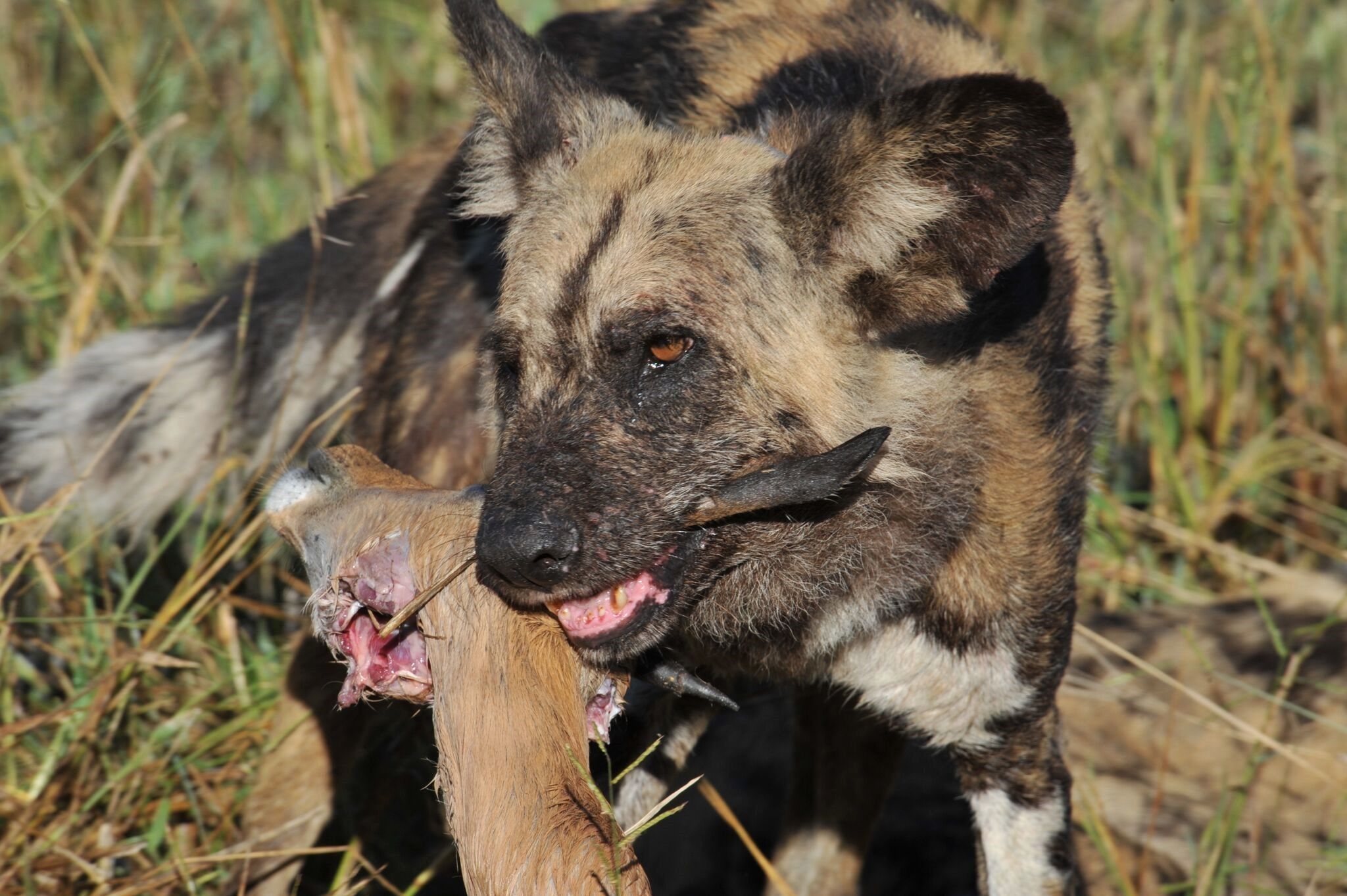 African wild dogs vote with sneezes on important pack issues ...