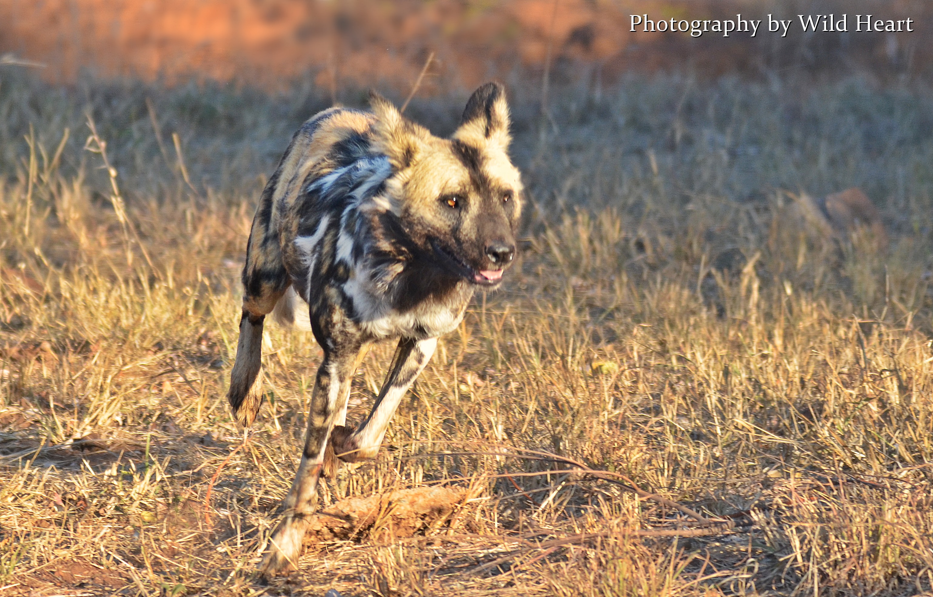 African Wild Dogs - Spotted Phantoms