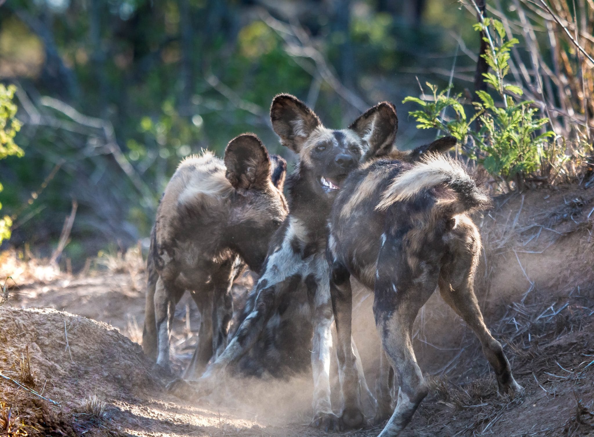 African Wild Dogs - Hluhluwe Game Reserve