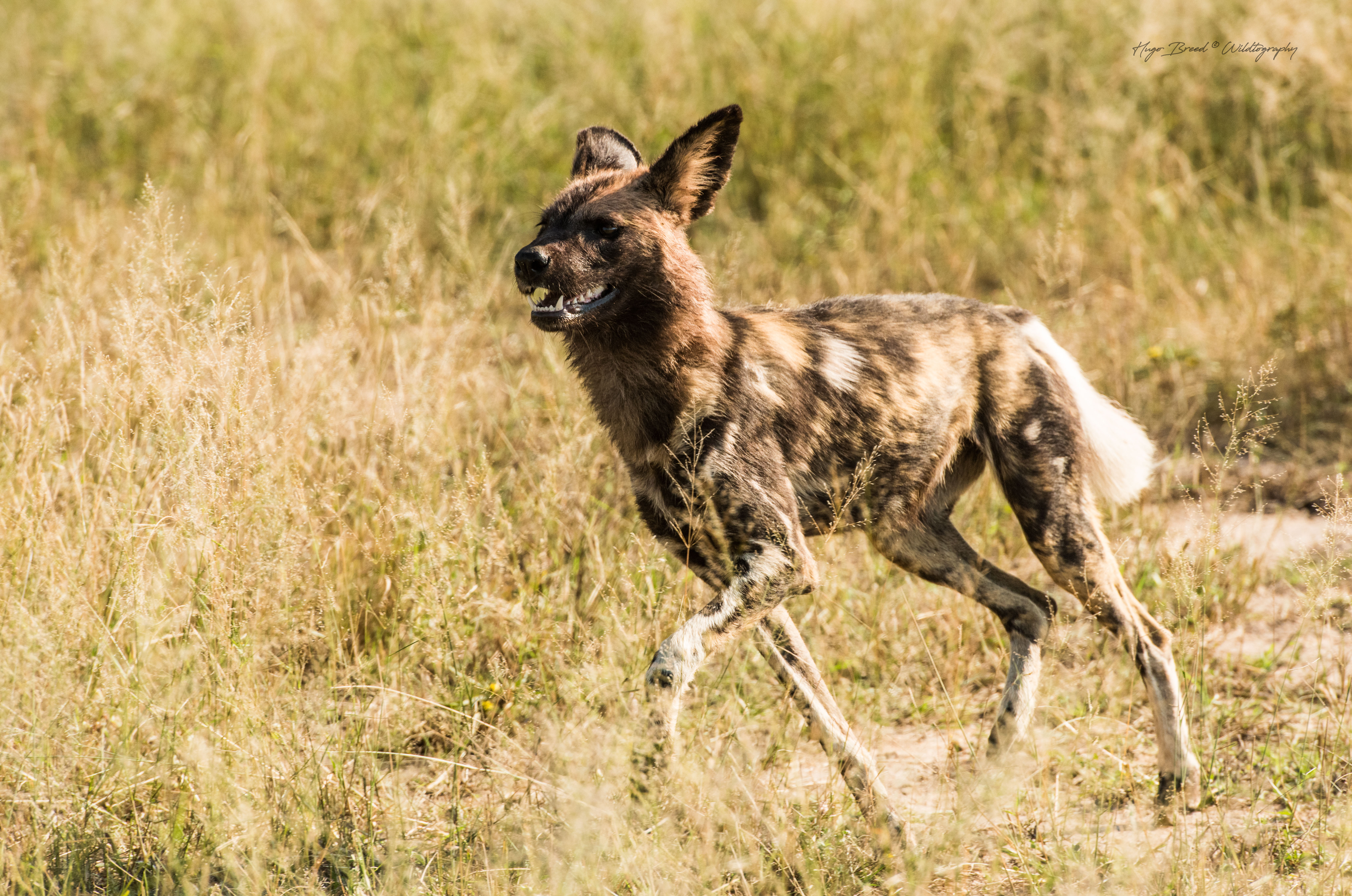 Wild Dogs take back their kill - The Leopard Hills Weblog