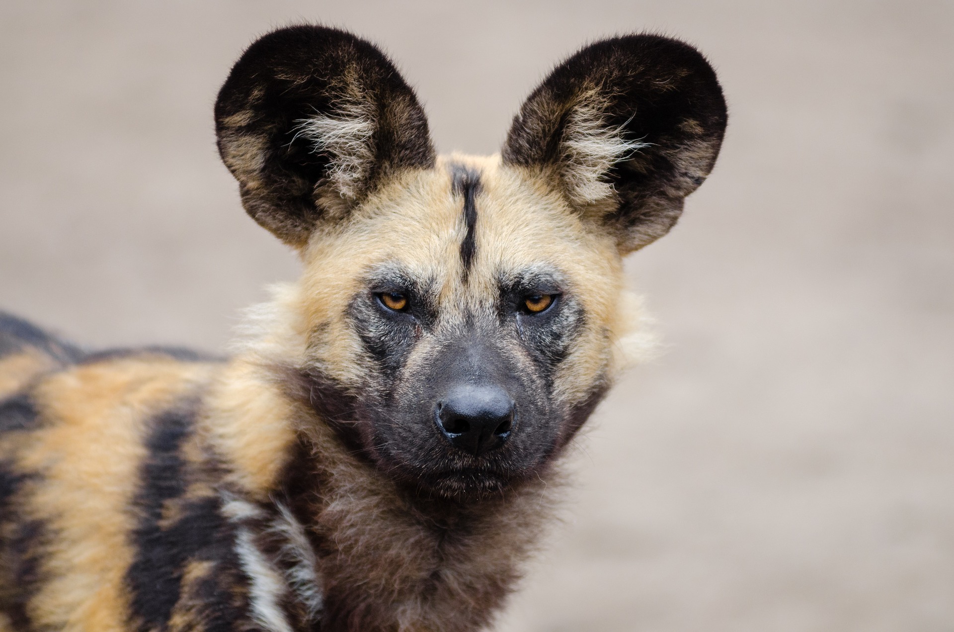 Meet The Oldest Canine On Earth: The African Painted Dog – AngusPost