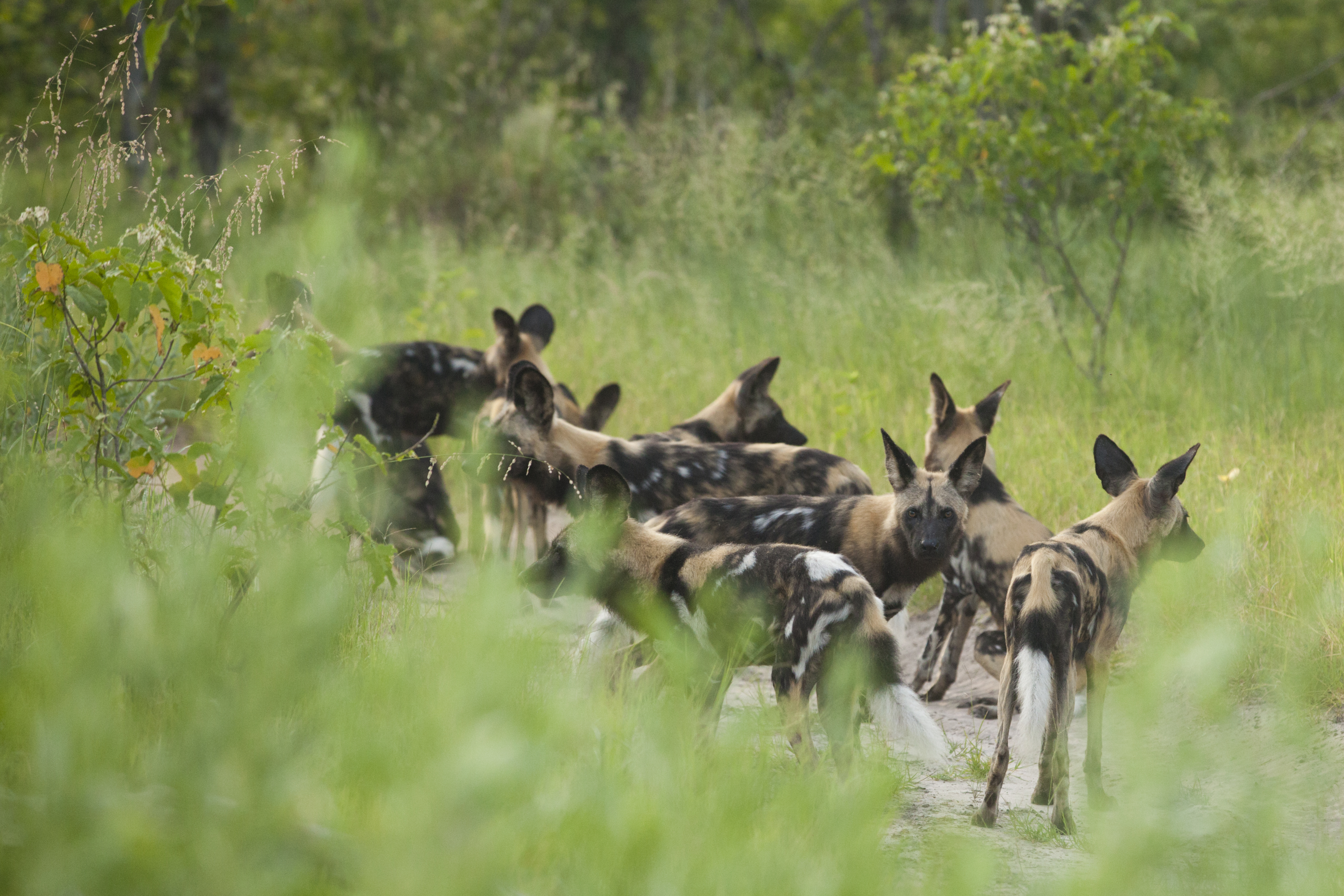 Ten Facts about the African Wild Dog