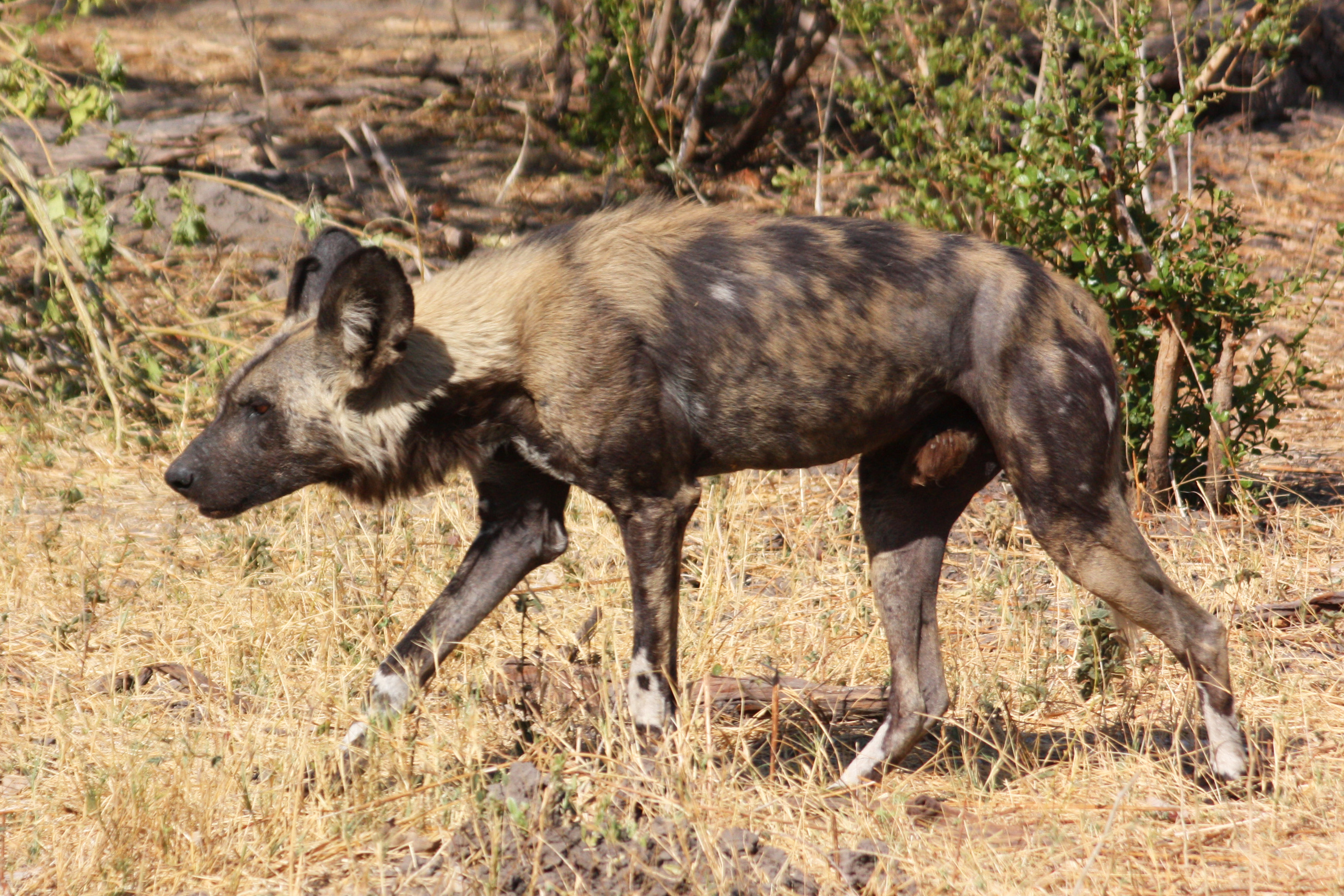 File:African wild dog lycaon pictus.jpg - Wikimedia Commons