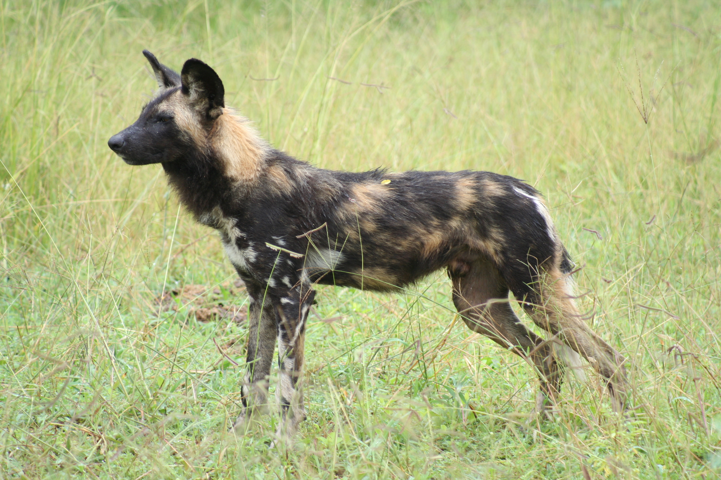 African Wild Dog Conservation Malawi