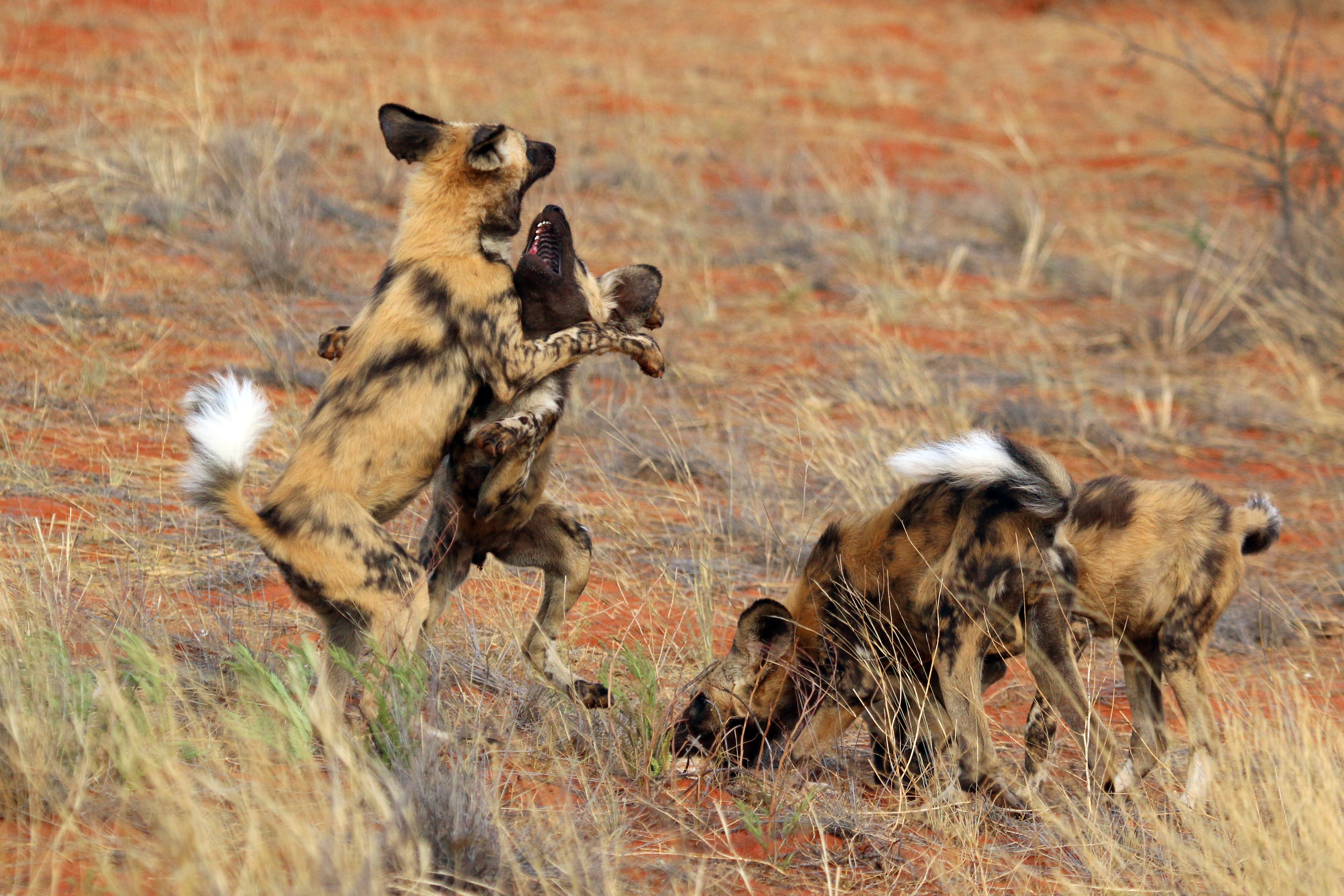 File:African wild dog (Lycaon pictus pictus) play fighting.jpg ...