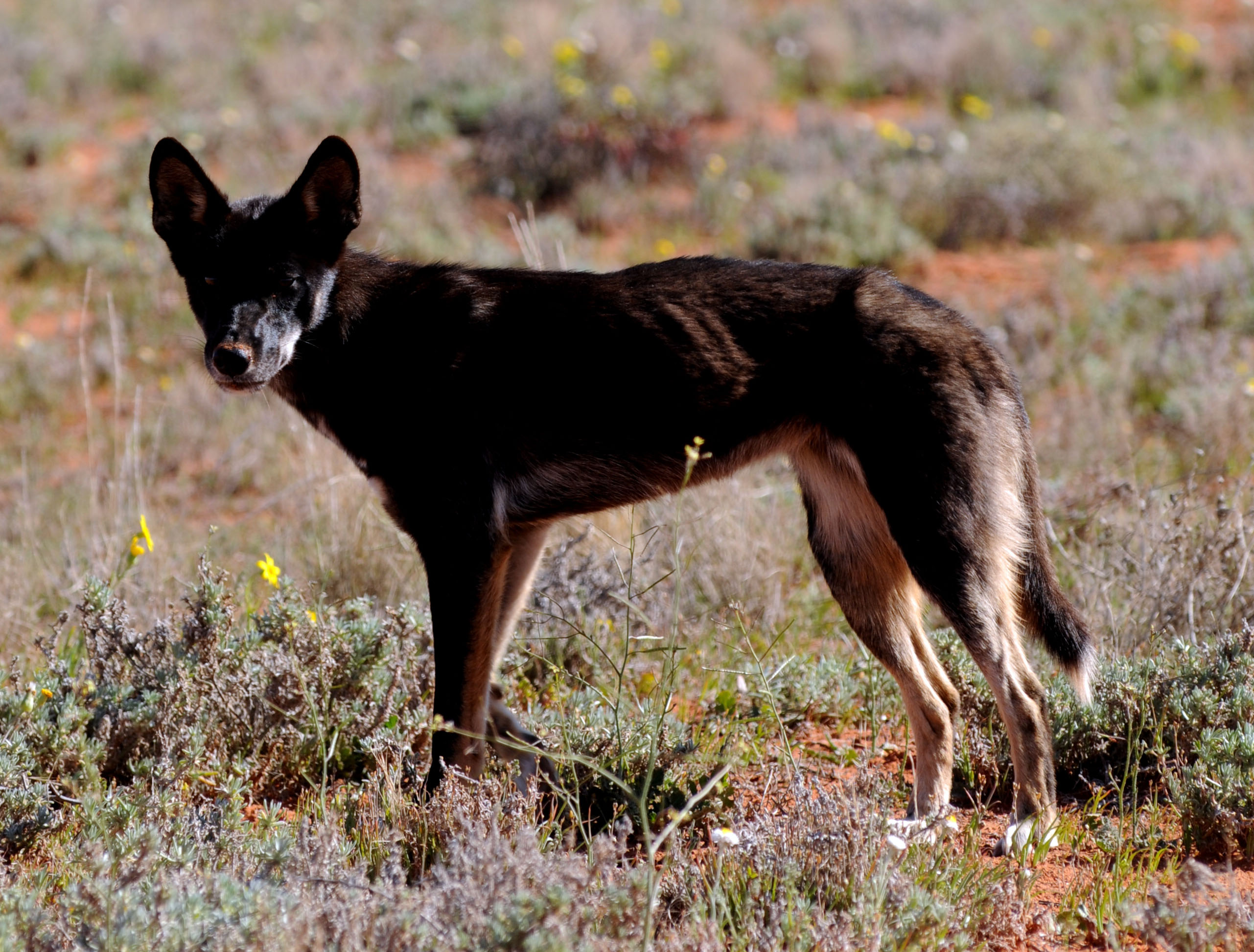 Report underlines financial and social costs of wild dog attacks ...