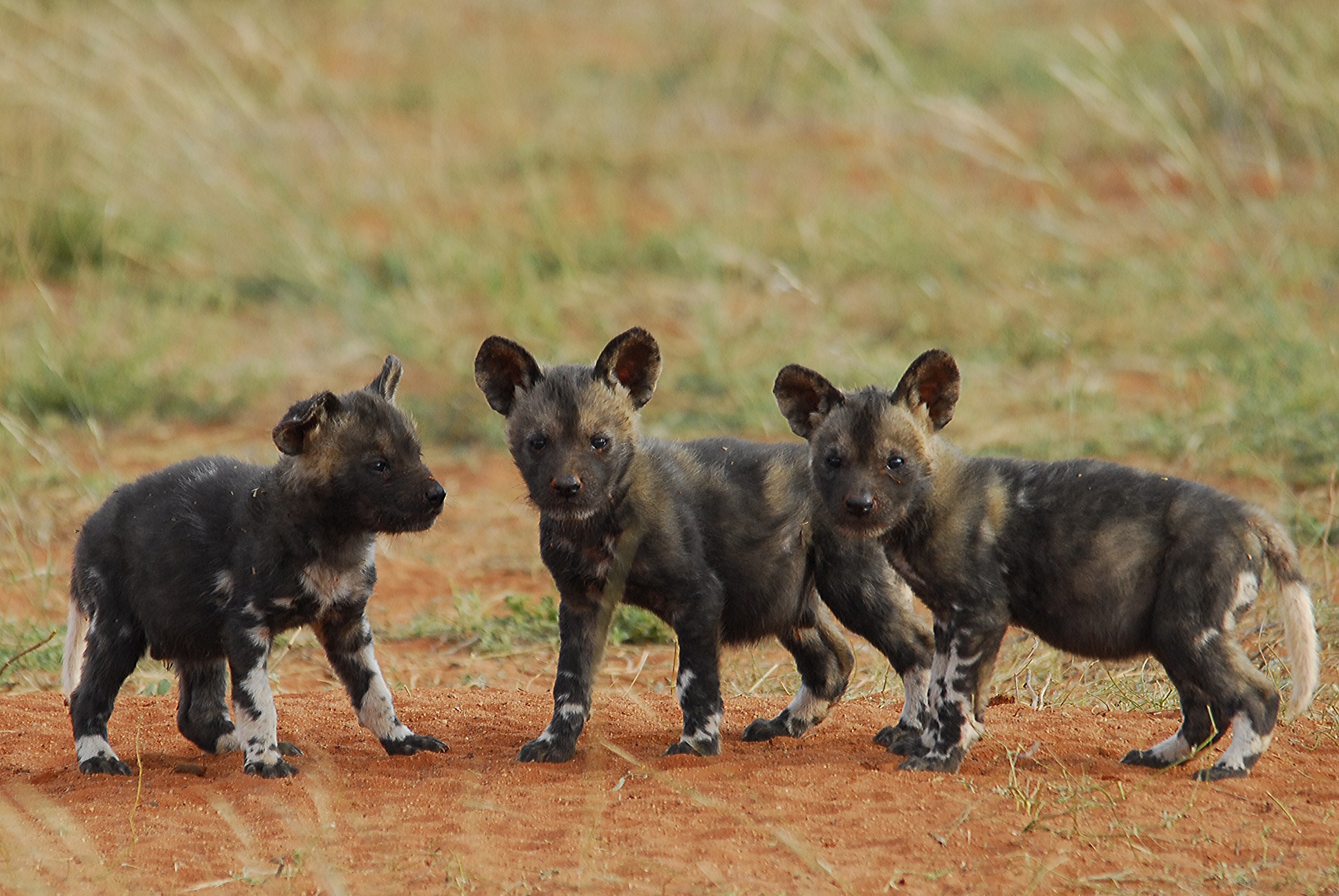 African wild dog pups at Tswalu | Tswalu Kalahari