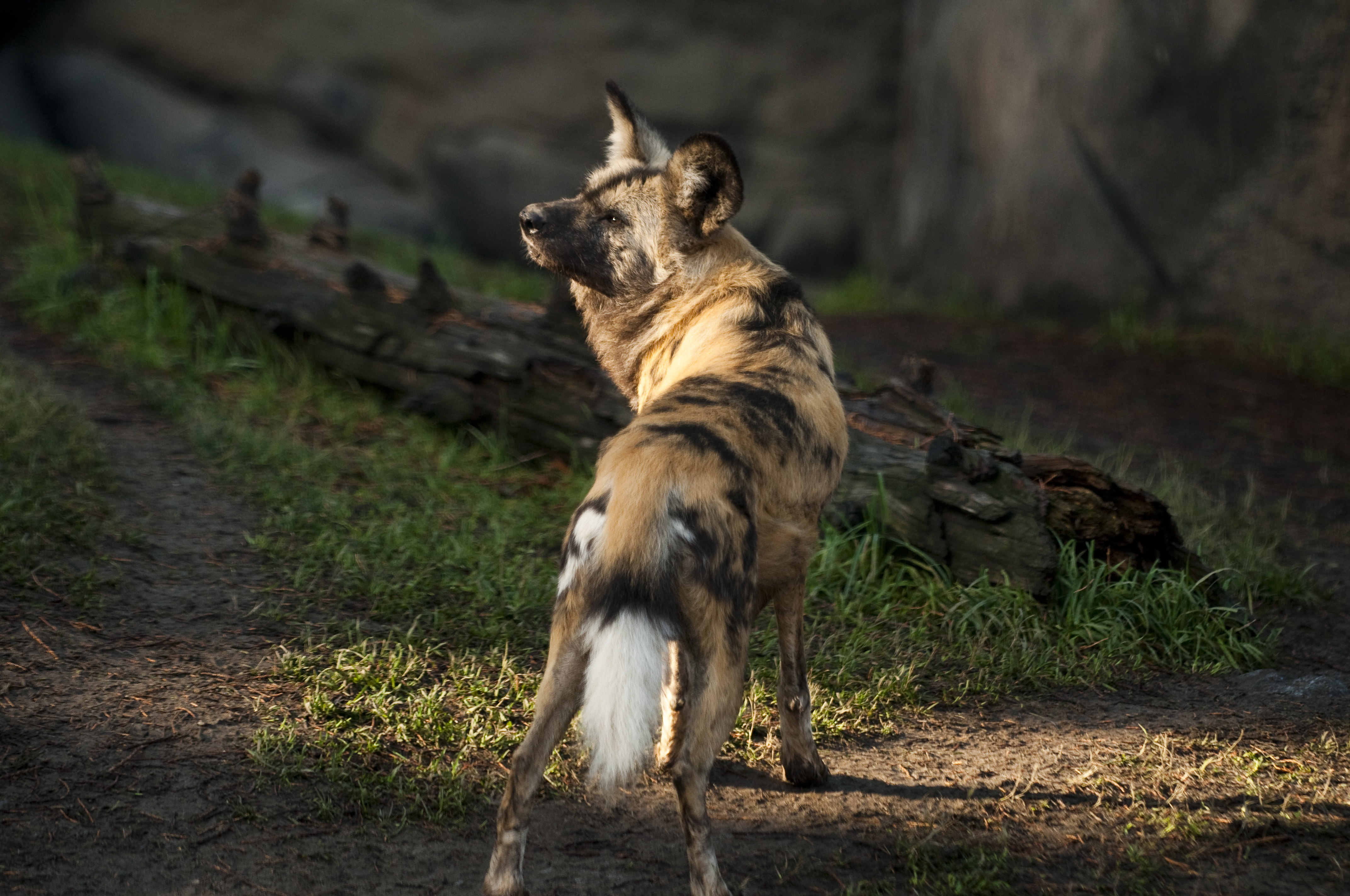 African wild dog | Oregon Zoo