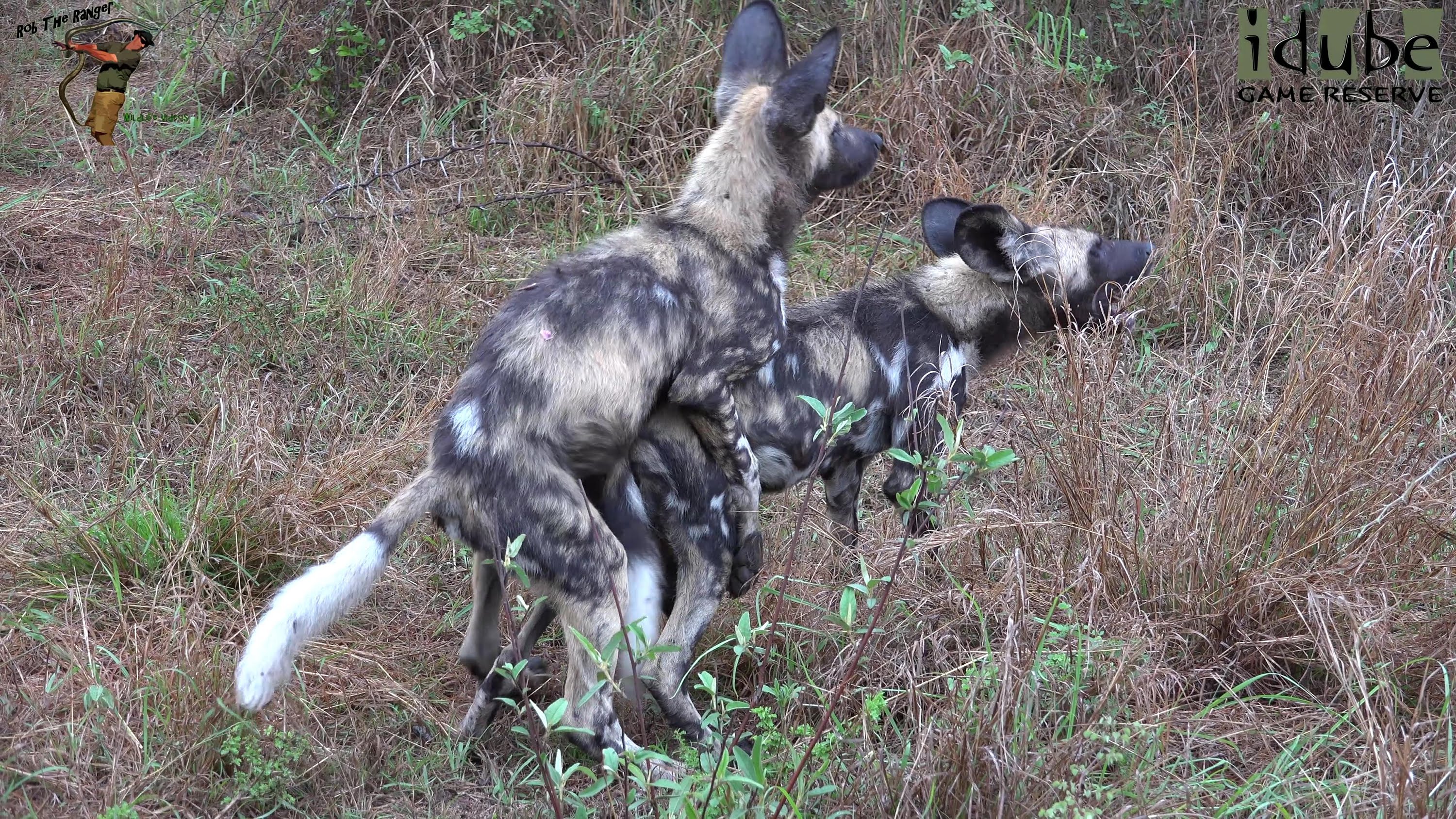 African Wild Dog Pups Eat And Play (4K Video) - YouTube