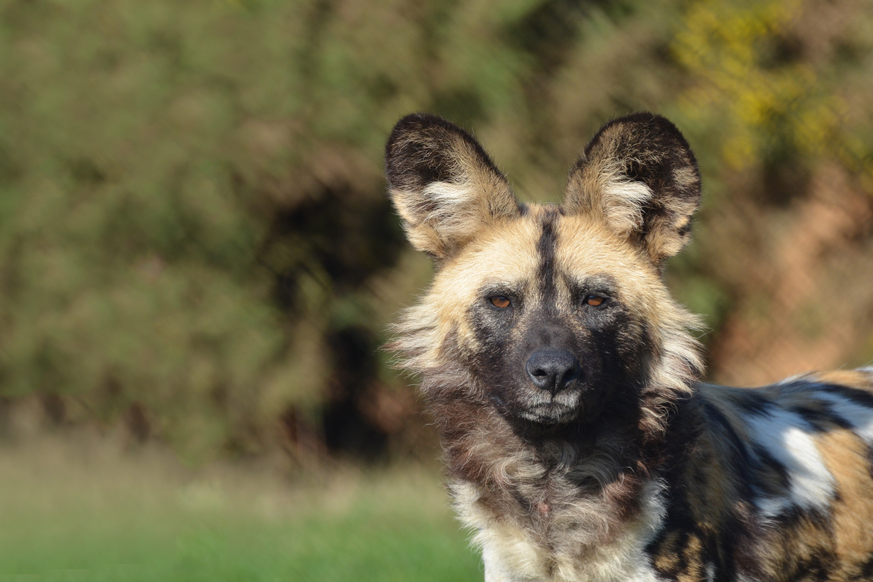 Movement ecology of African wild dogs (Lycaon pictus)