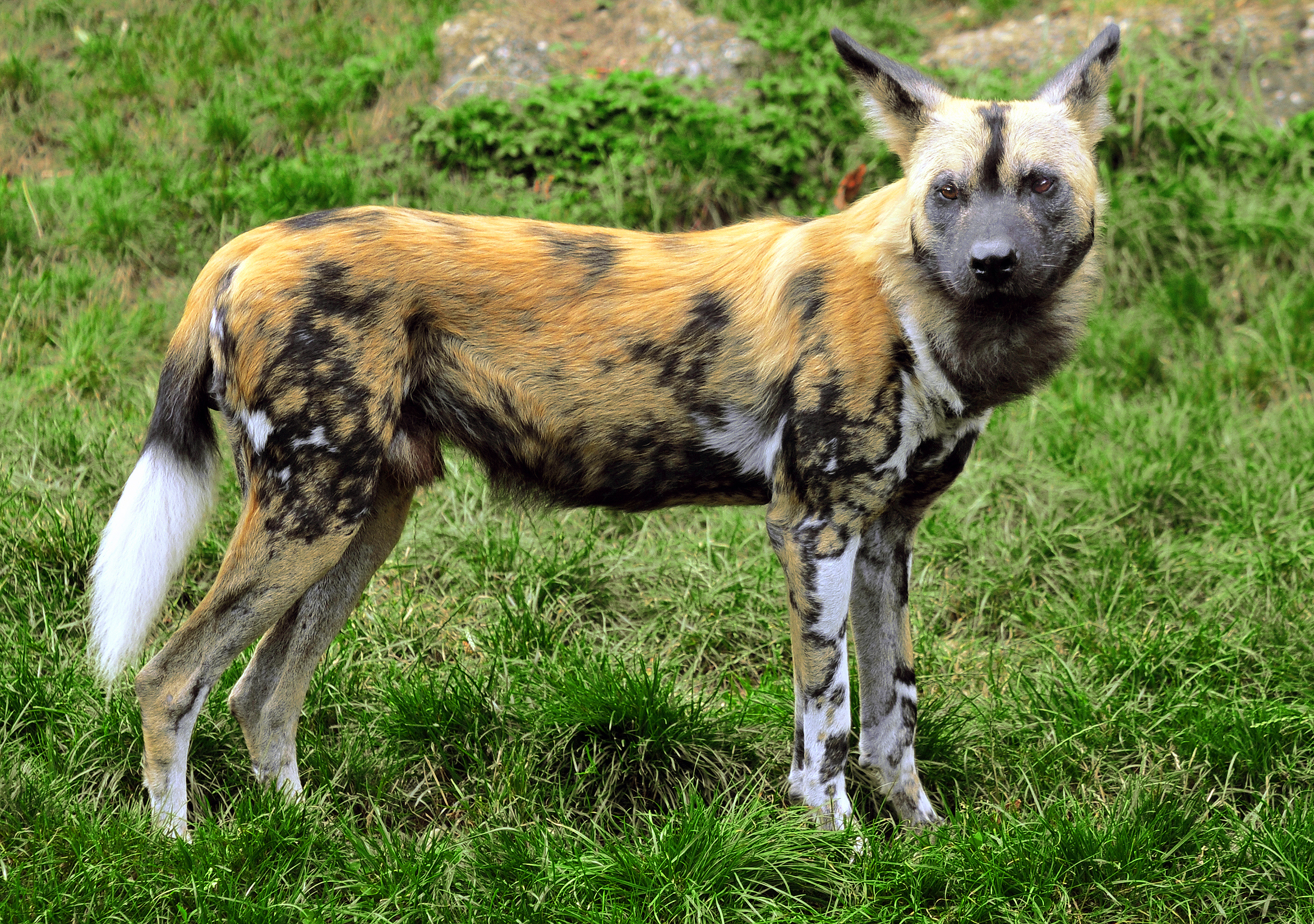 African Wild Dog - Pictures, Diet, Breeding, Life Cycle, Facts ...