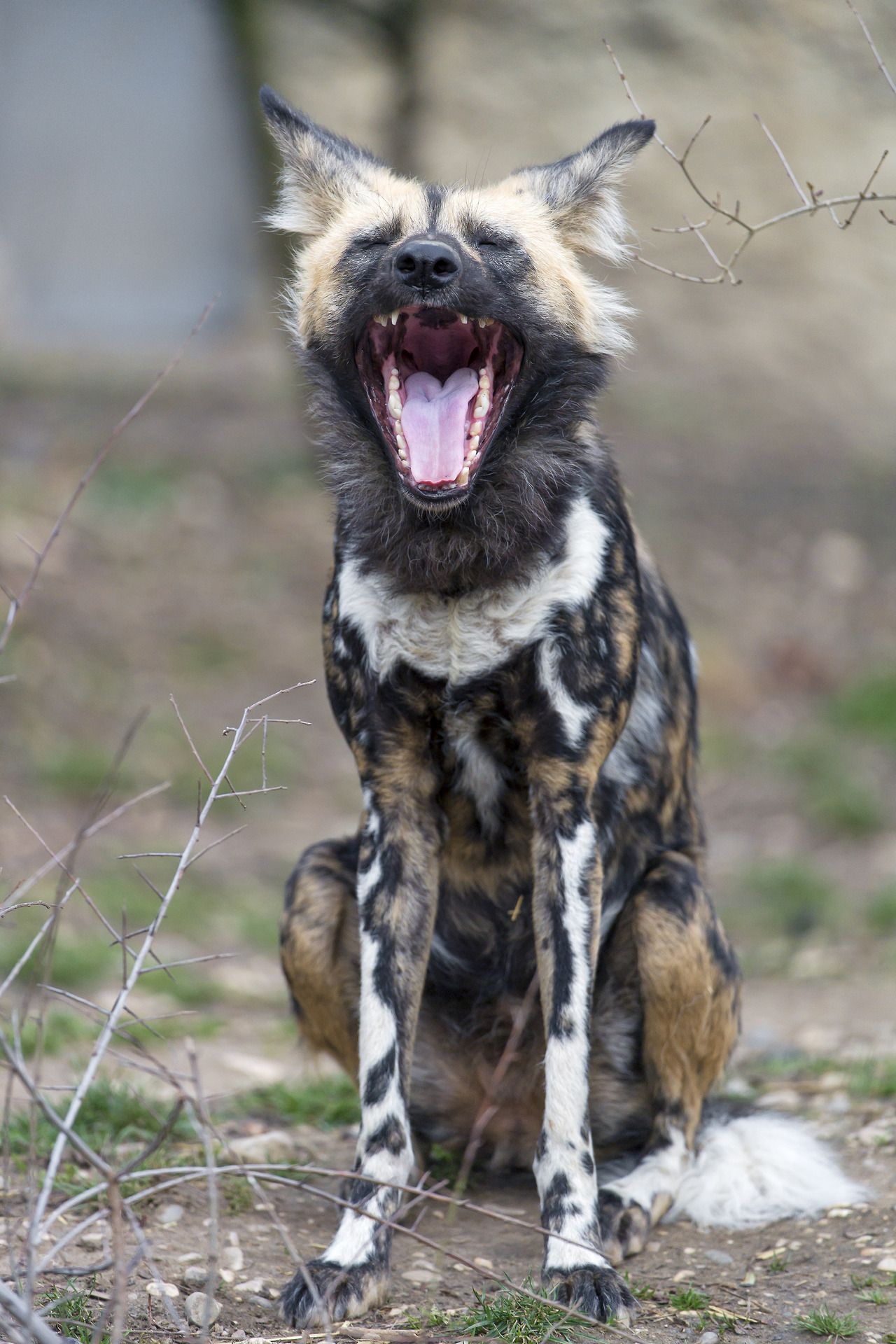 African Wild Dog Yawning by Tambako The Jaguar | Critters ...