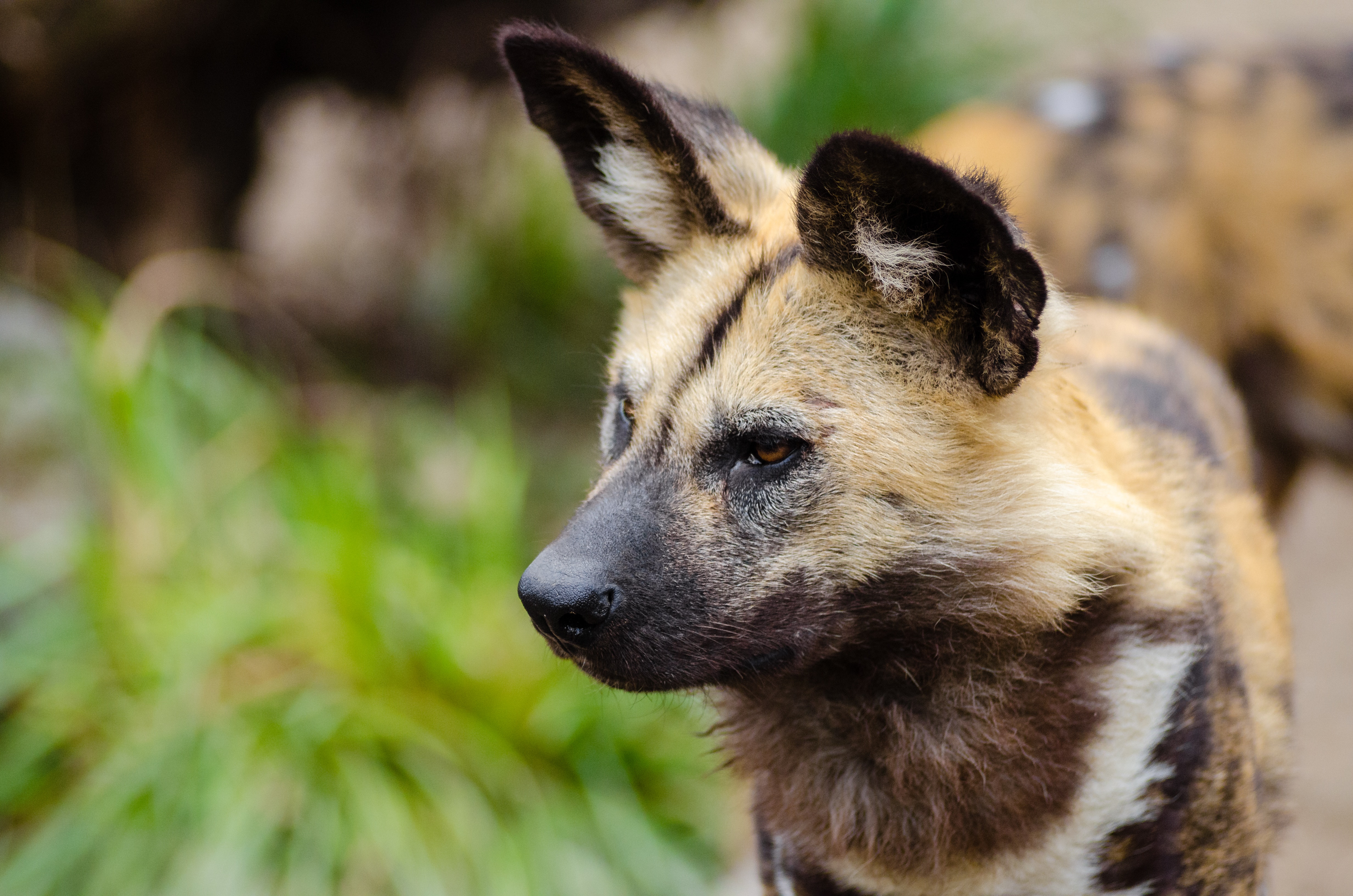 Free stock photos of african wild dog · Pexels