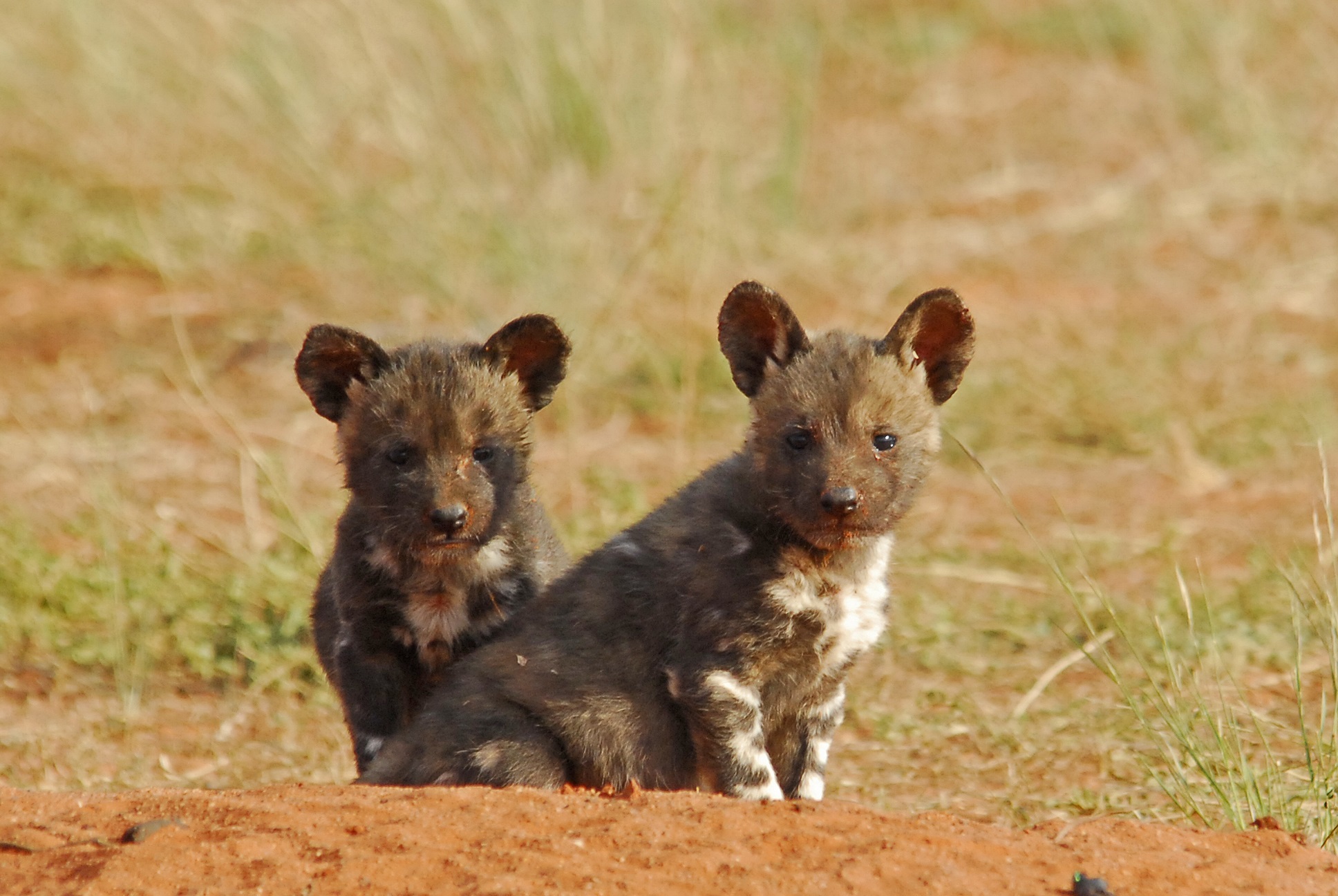 African wild dog pups at Tswalu | Tswalu Kalahari